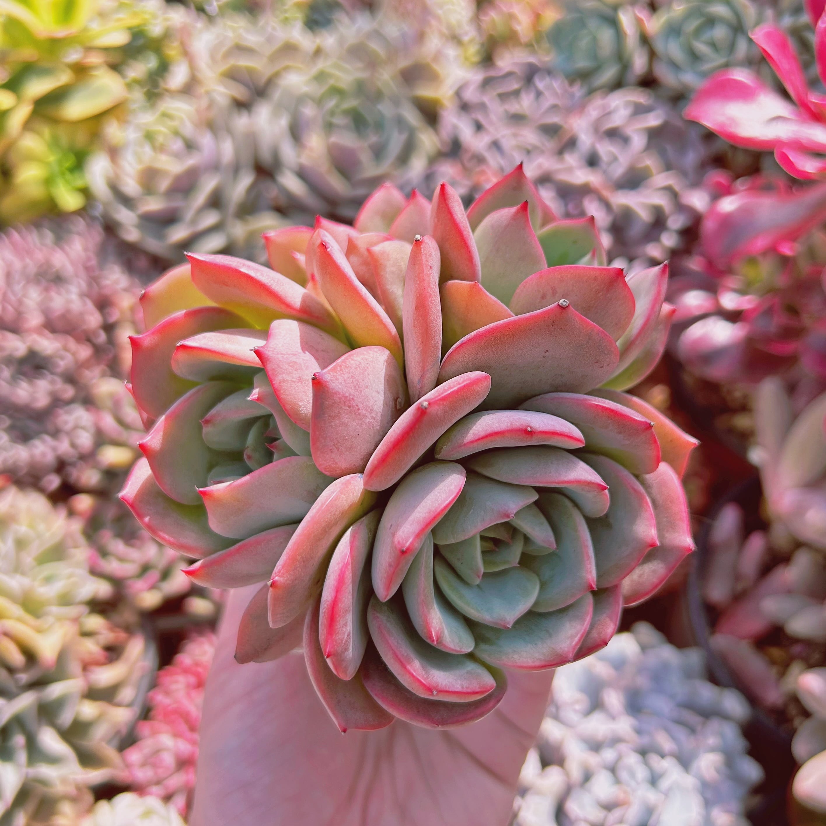 多肉植物　Echeveria   香妃　3～4頭　特大群生