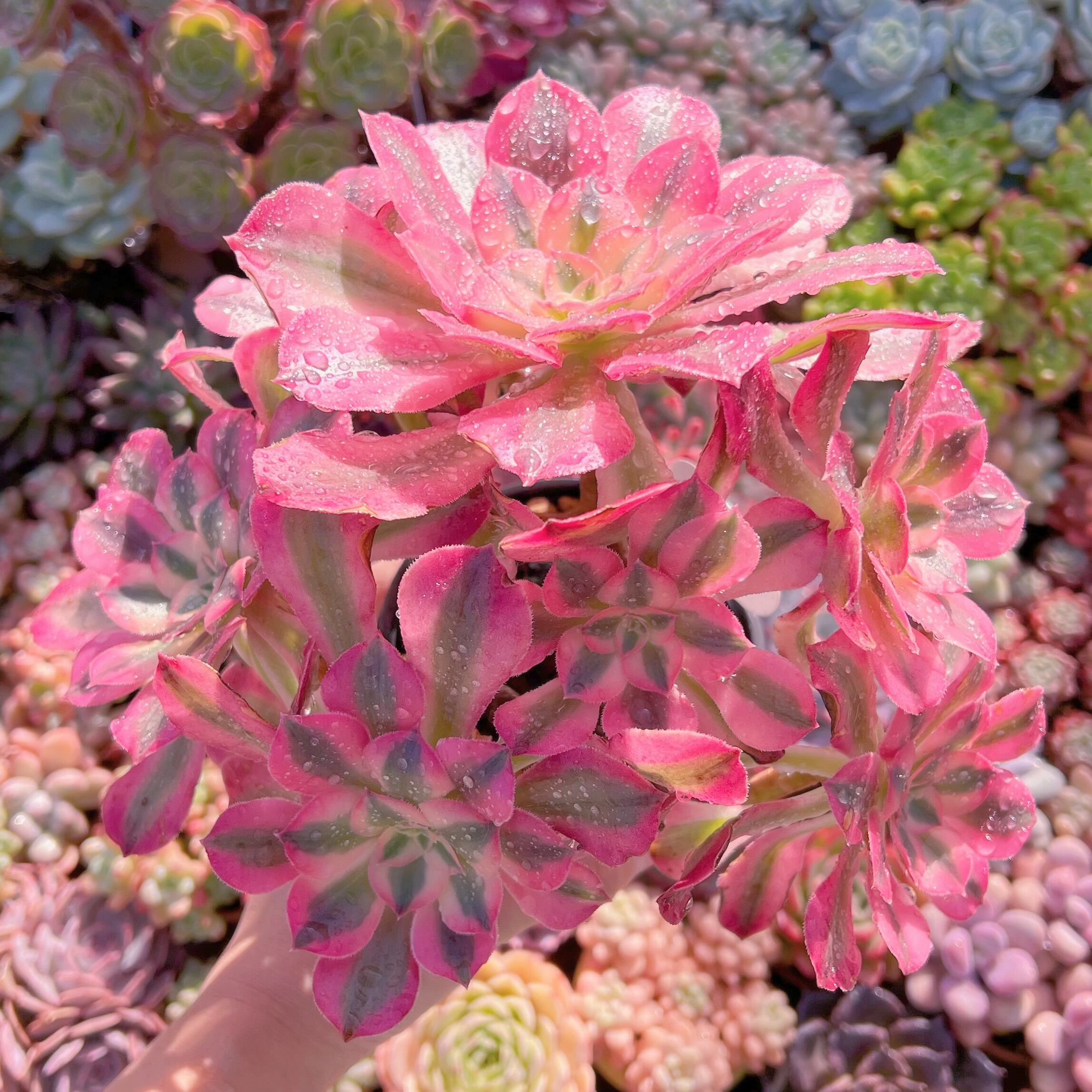 現品　アフラダイティ#071　特大群生　新入荷