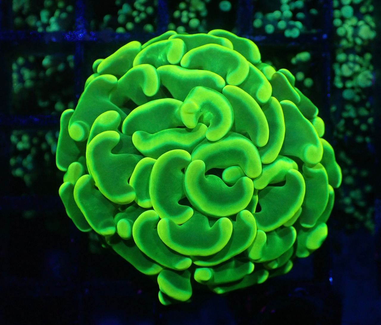 【現地買付】ParaAncora"GlowYellow" 4