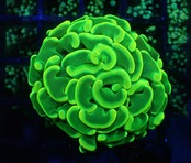 【現地買付】ParaAncora"GlowYellow" 4