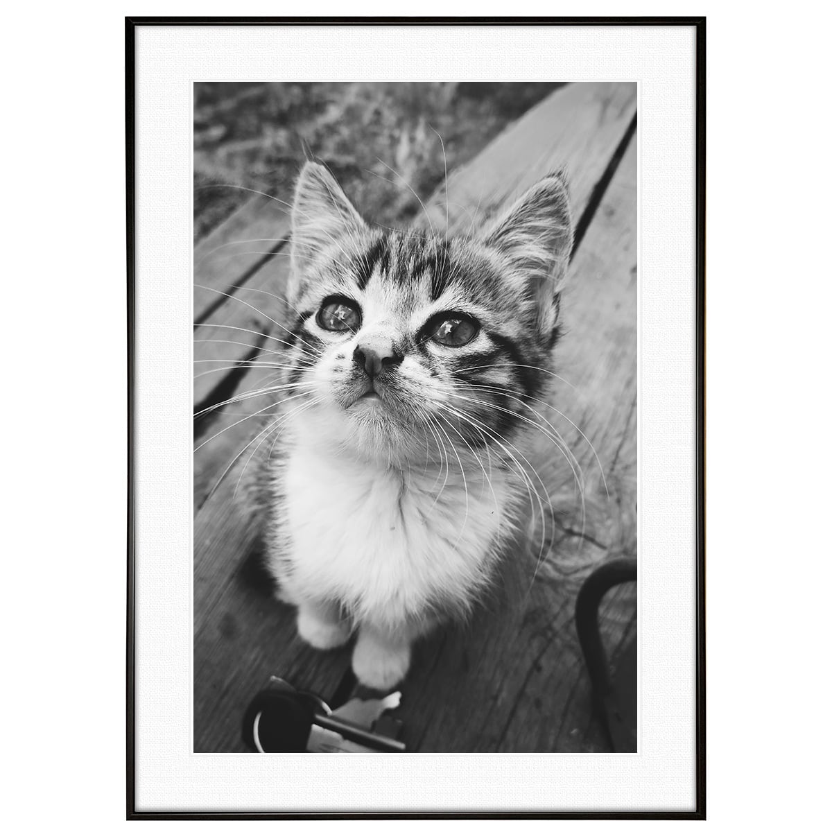動物写真 見つめる猫 インテリア モノクロアートポスター額装 AS4328