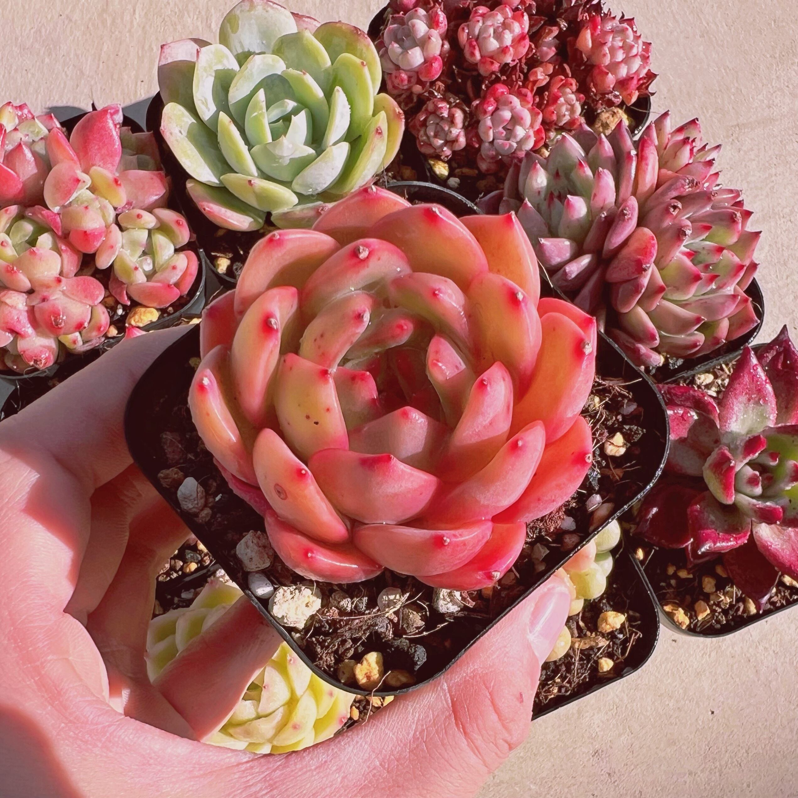 セットZ(1月26日base販売会)