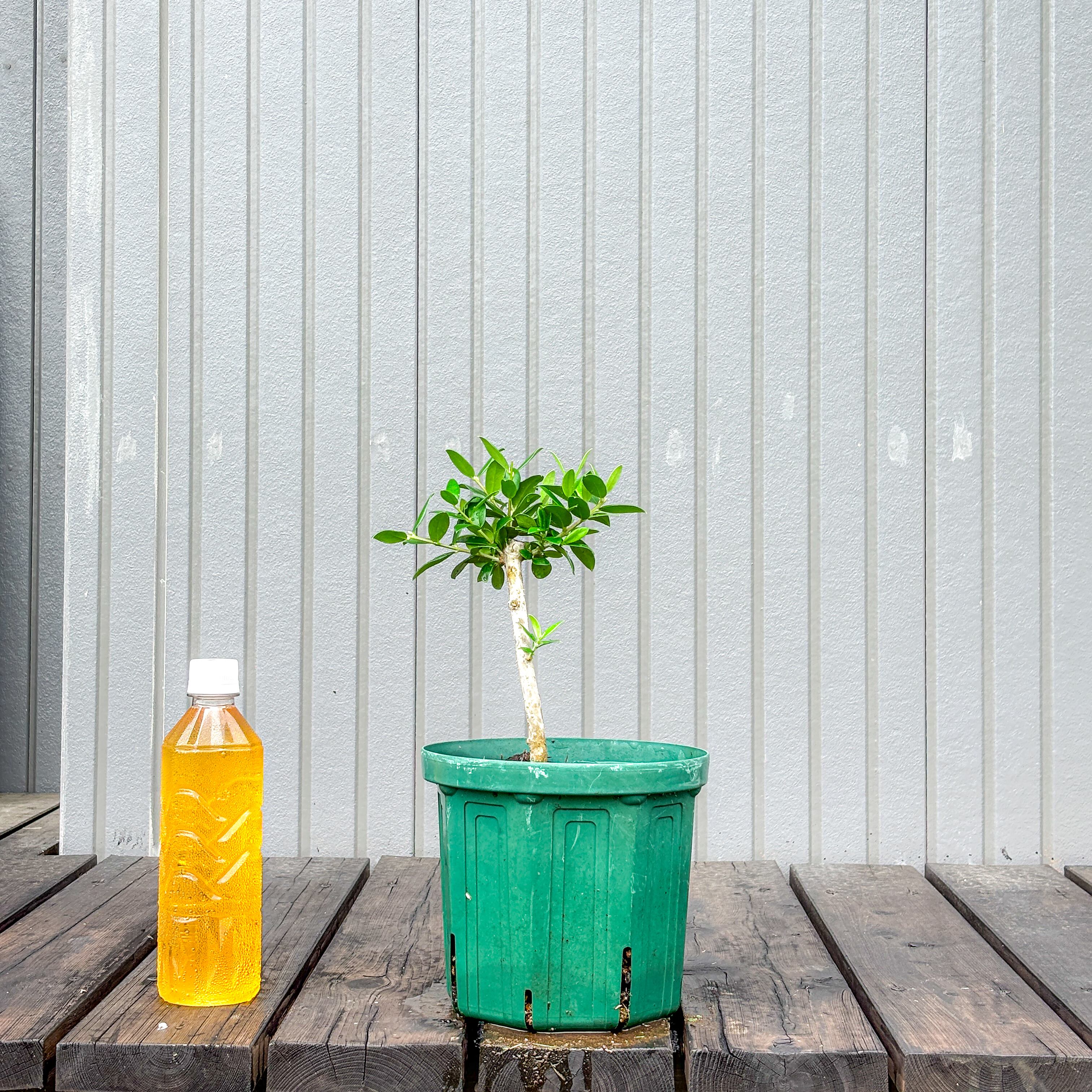 オリーブ 鉢植え 送料無料 J5｜育てやすい シンボルツリー・盆栽にも