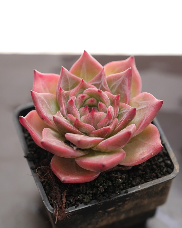 抜き苗 キャラメルマキアート Echeveria 'Caramel Macchiato'