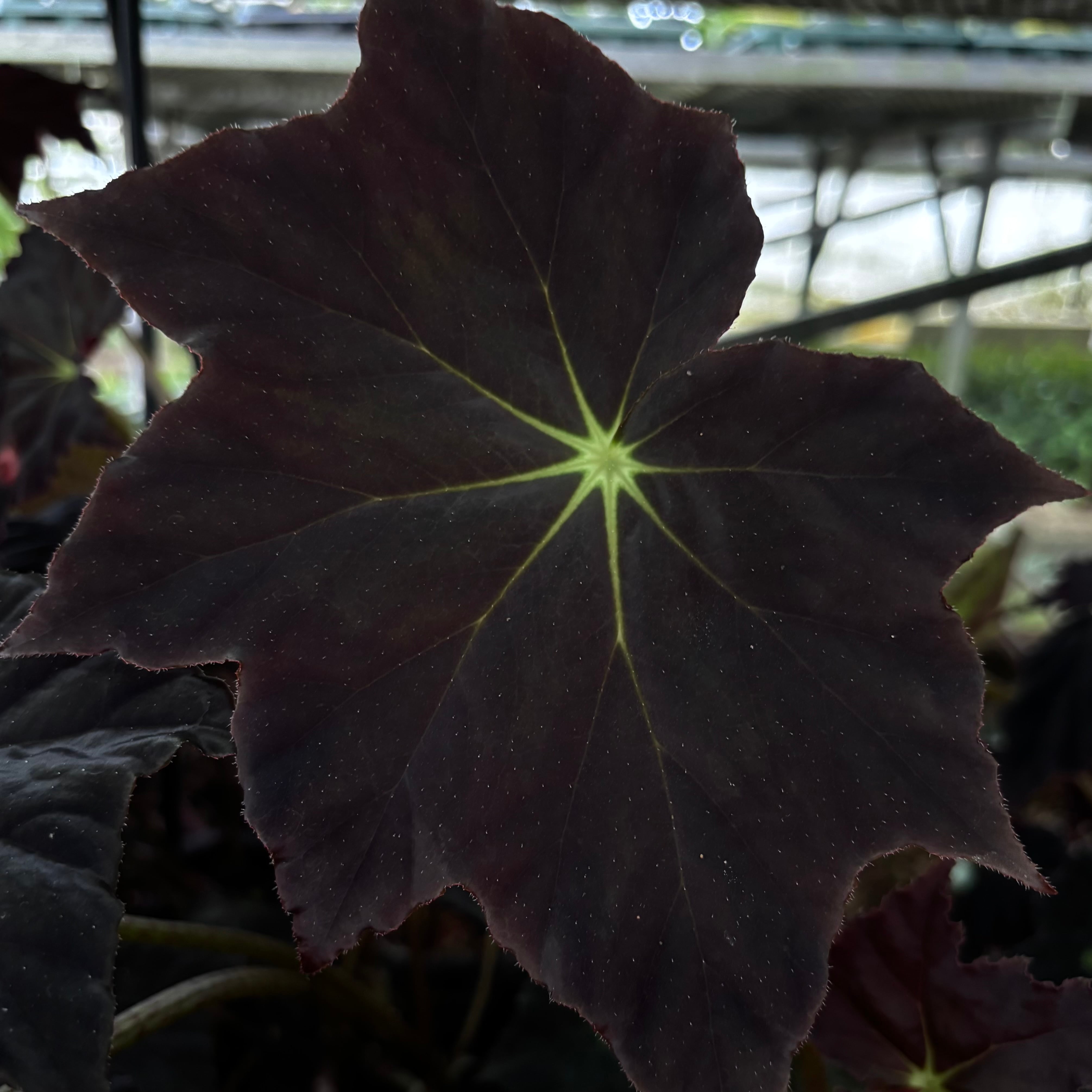 Begonia sp. Gabon 原種ベゴニア | 熱帯雨林植物専門店 トイ吉園芸