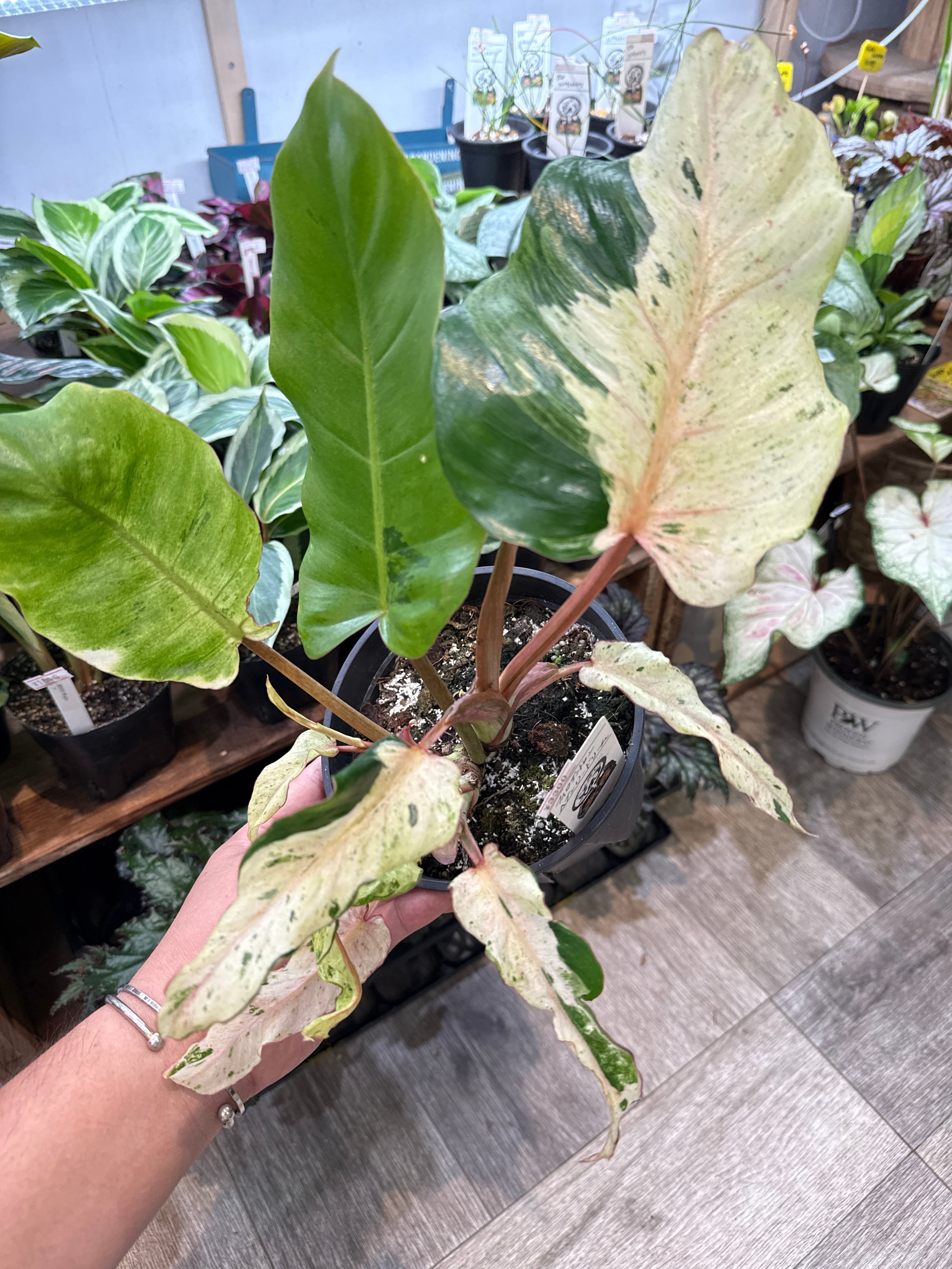 フィロデンドロン 'ヘブンドリーム' | Gardenえん 【観葉熱帯植物】