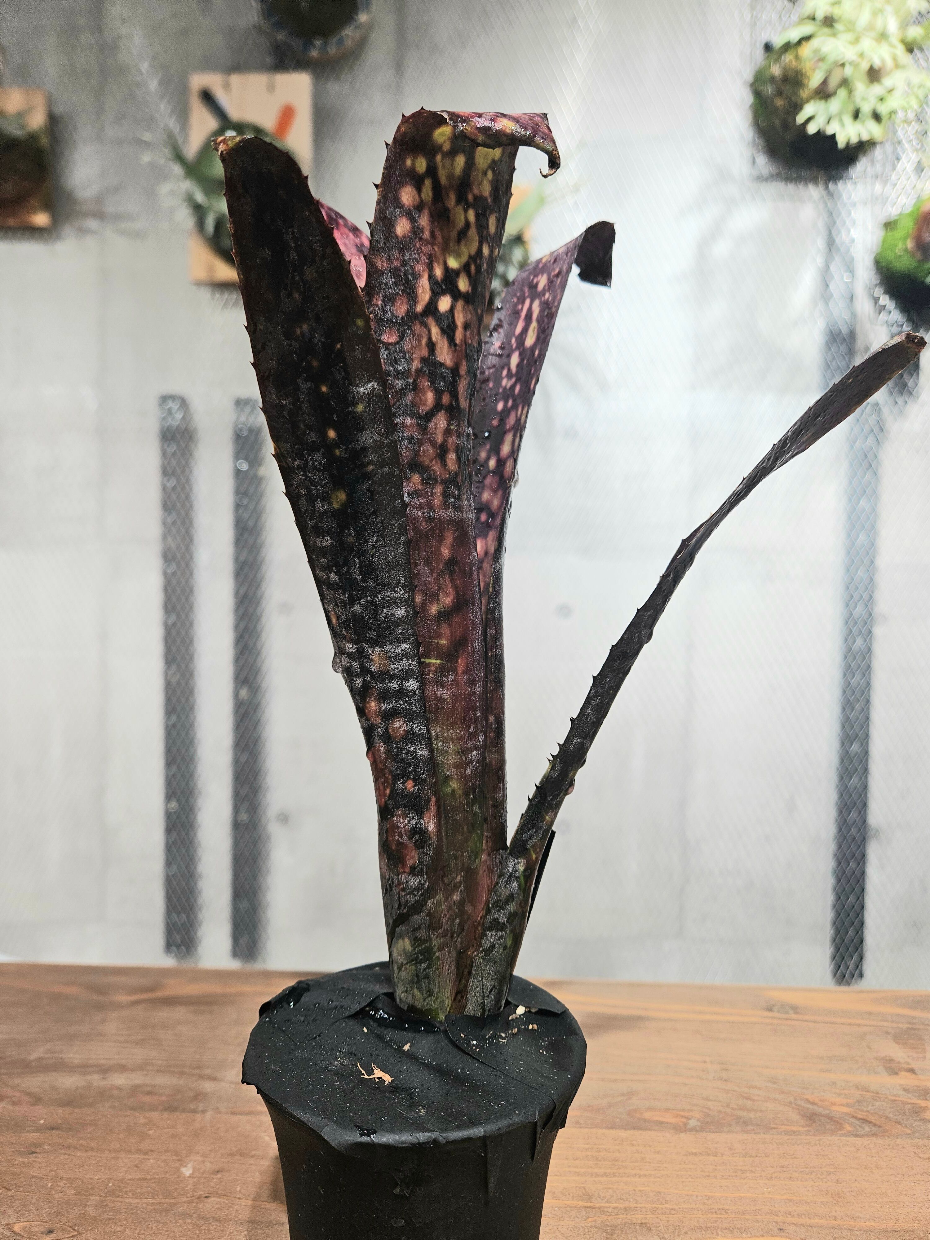 Billbergia Black Pearl【artPLANTs/PLANTS GARAGE】 ビルベルギア