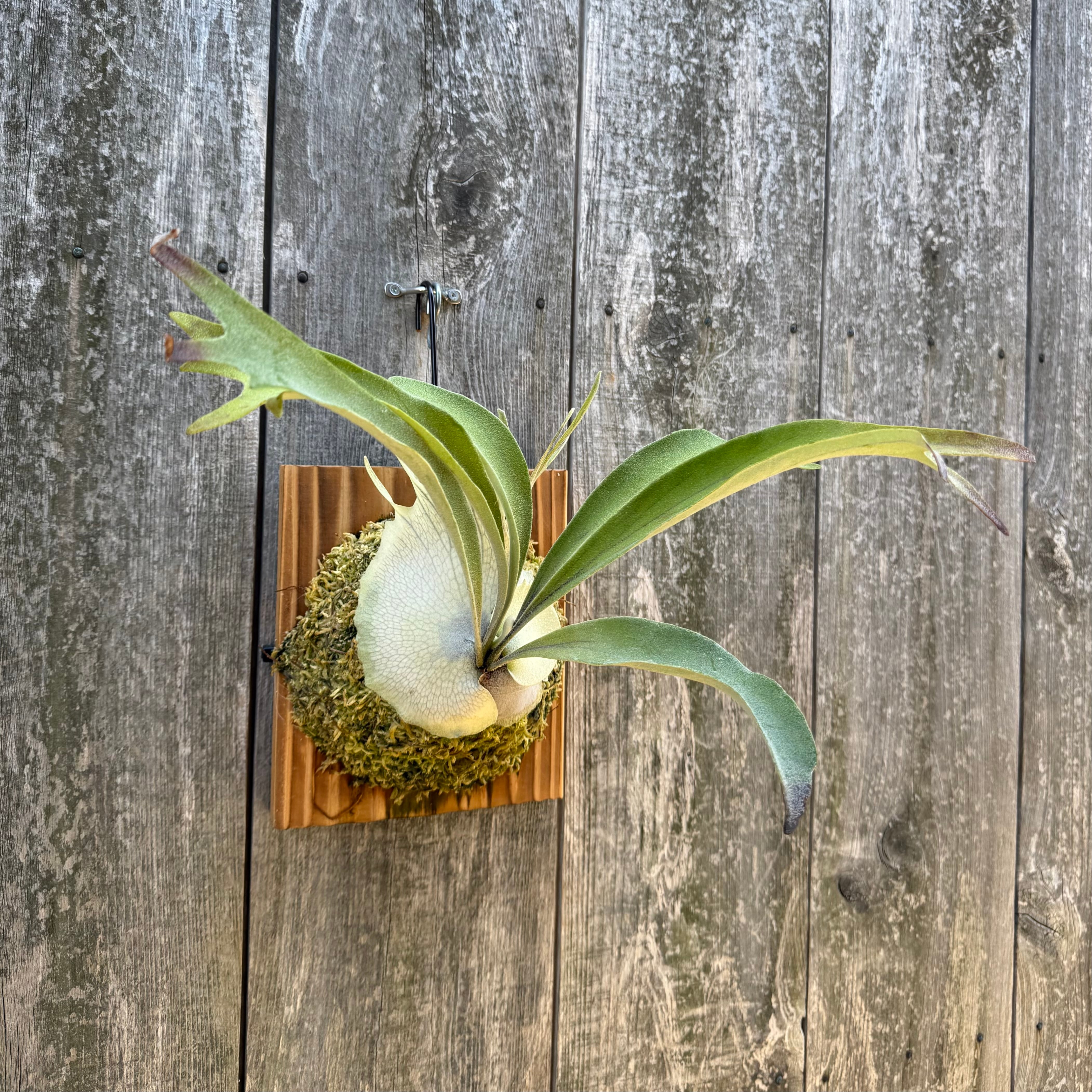ビカクシダ、ホワイトホーク×ヴィーチーワイルド、spore Plantsとバー João | 🌻初夏にお迎えが決まった植物たちのご紹介🪴 P