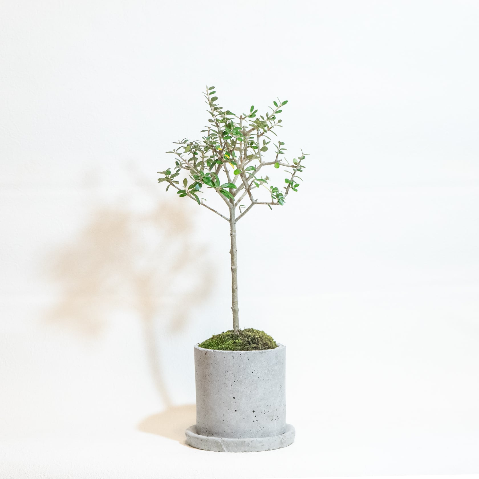 送料無料／≪ 観葉植物 ≫お庭やベランダで育てるオリーブ