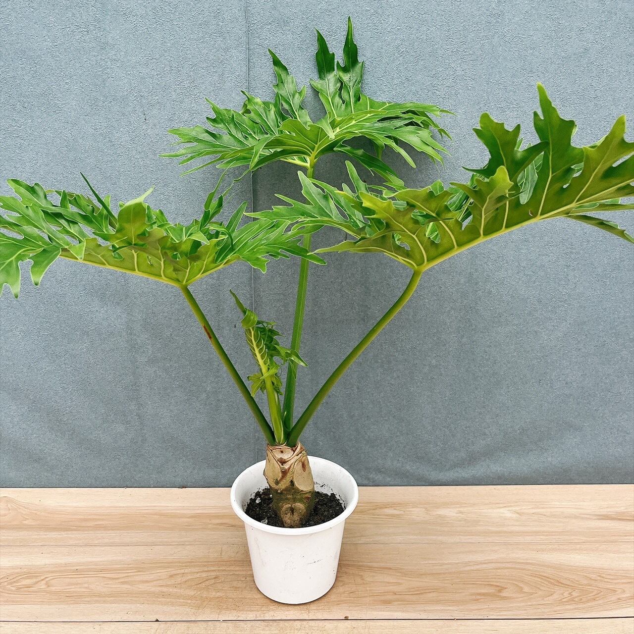 3頭アロエ プリカティリス 観葉植物 鉢植え プリカティリス 植木鉢 アロエ おしゃれ プリカティリス アロエ の特徴