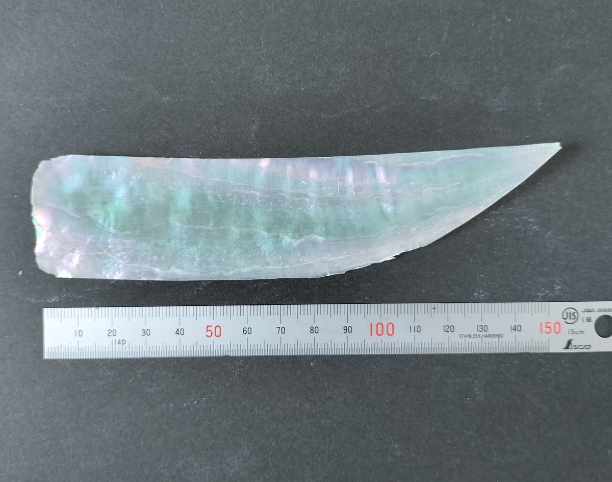 あわび貝(薄) 特大 Abalone shell | 賀名生漆工芸~Anou Urushi Kougei~