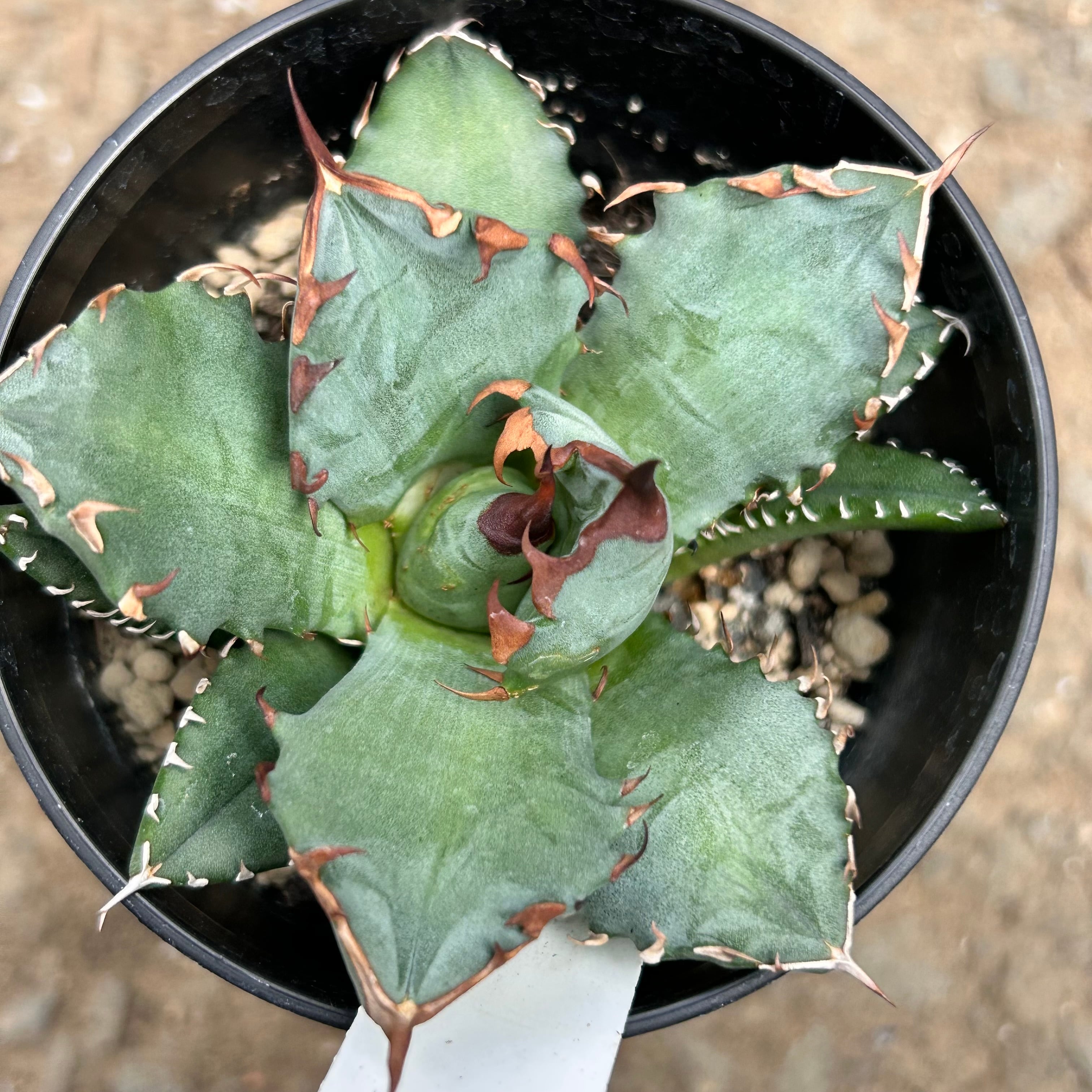 T)アガベ 姫仁王冠 | RuPo 多肉植物専門店