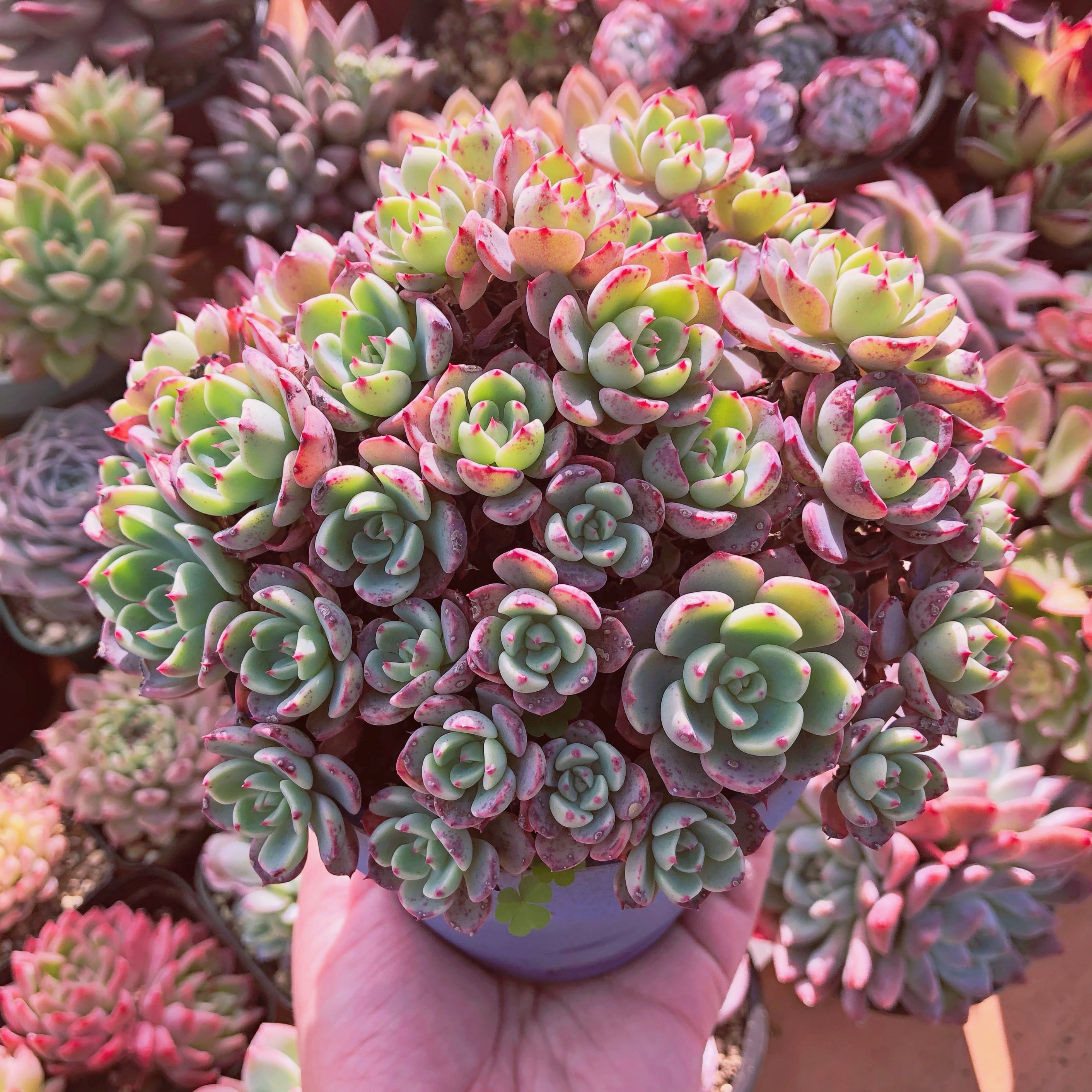 多肉植物　nanafukumini 特大群生　抜き苗