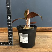 ジュエルオーキッド　ルドキルス【63】