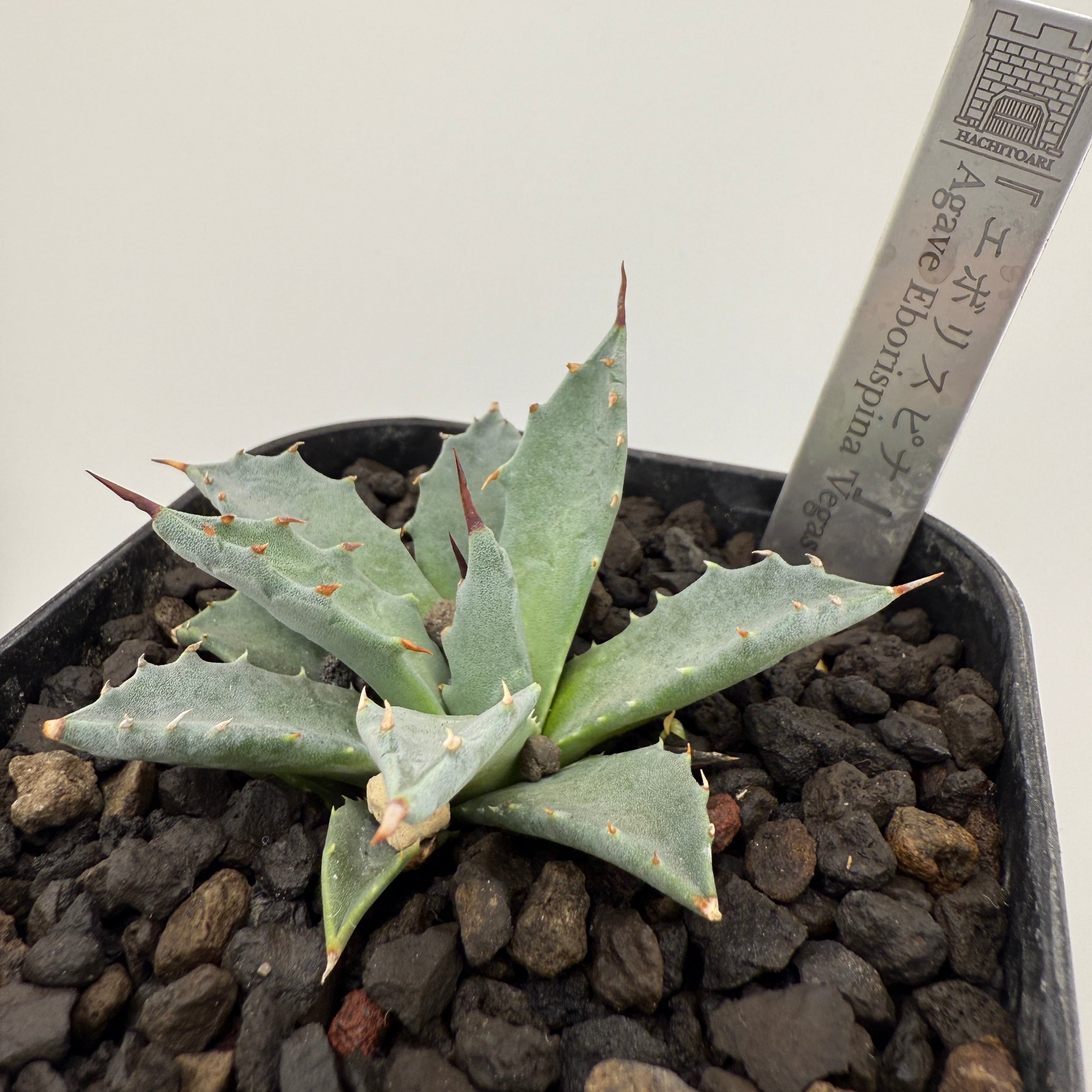 No.3 エボリスピナ Agave utahensis var. eborispina 'Vegas' | はちとあり