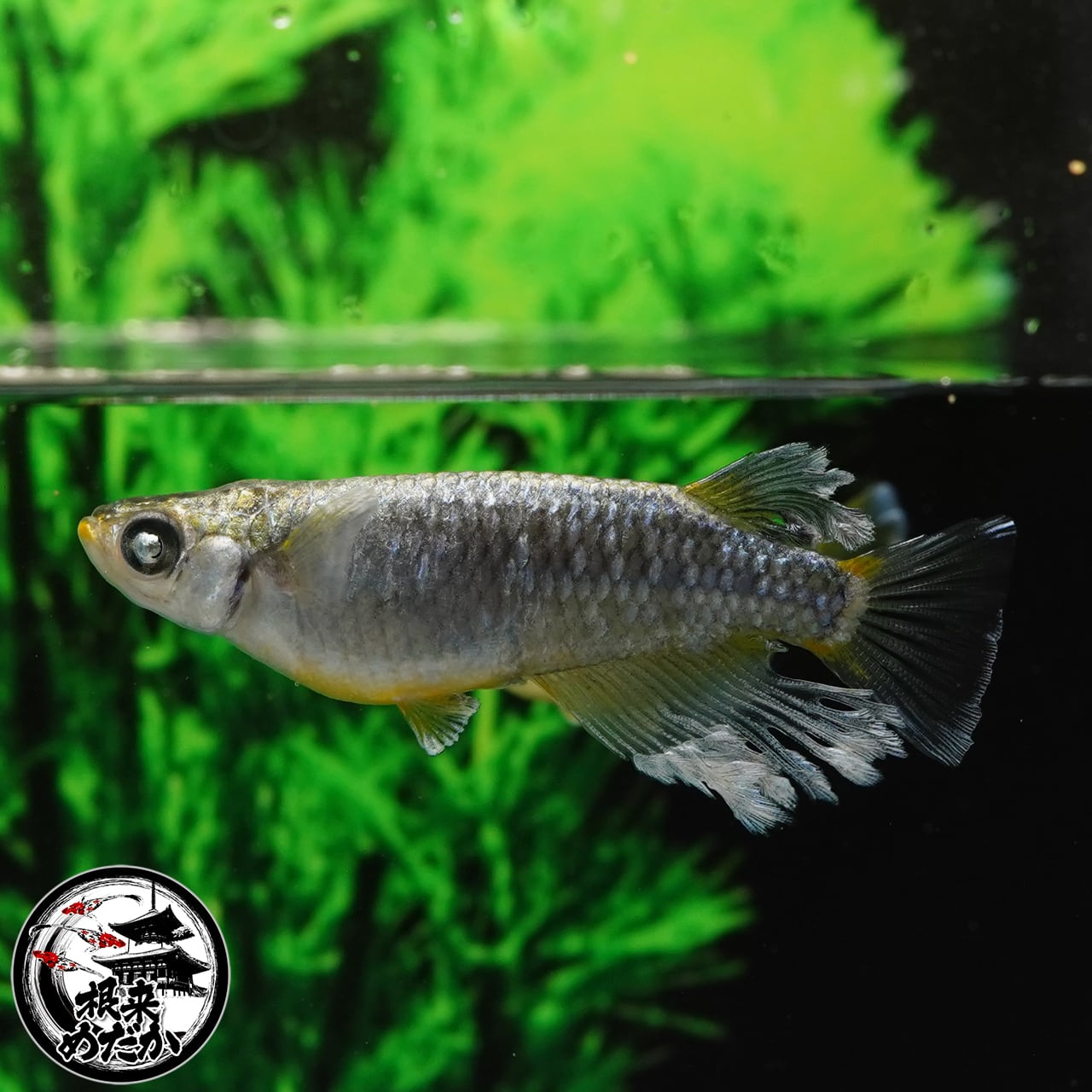 【1ペア】マネー 　夢中めだか様直系　（数量限定）