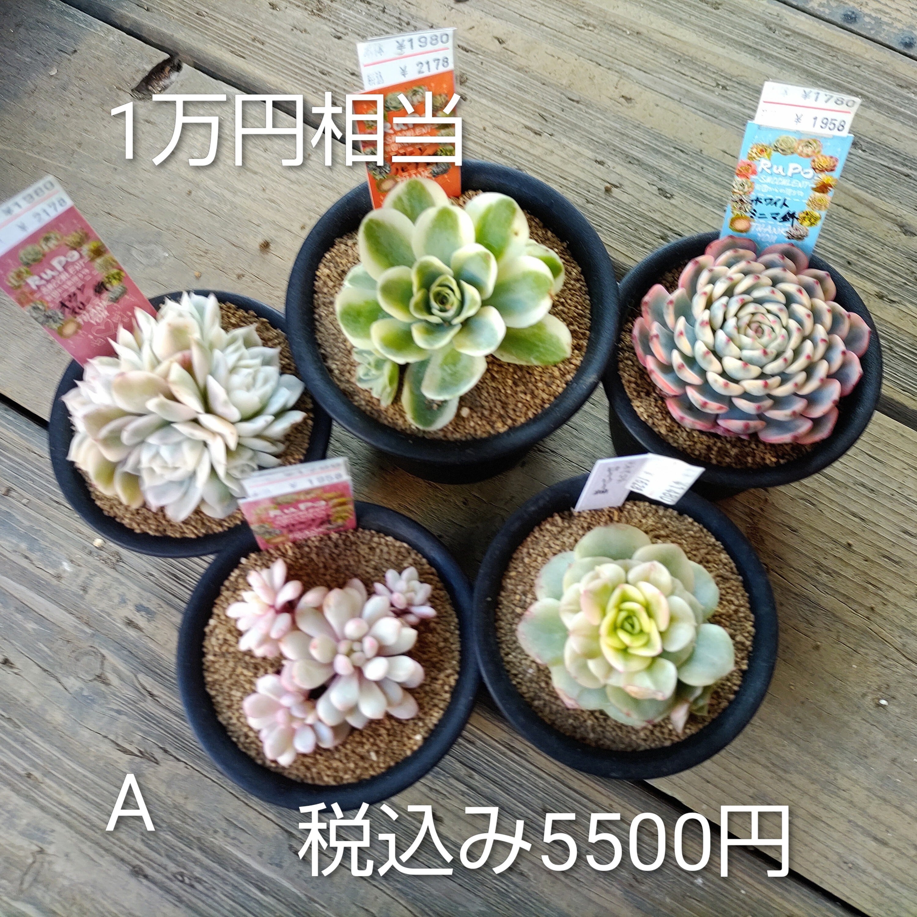 錦 | RuPo 多肉植物専門店