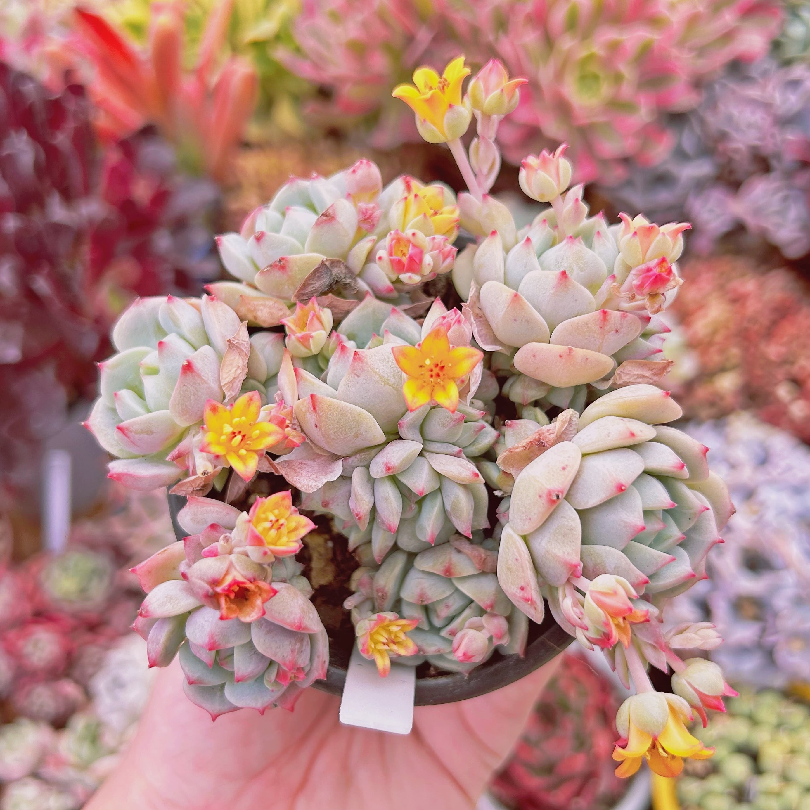 多肉植物 桜花 7頭以上 | るる農園~多肉植物専門