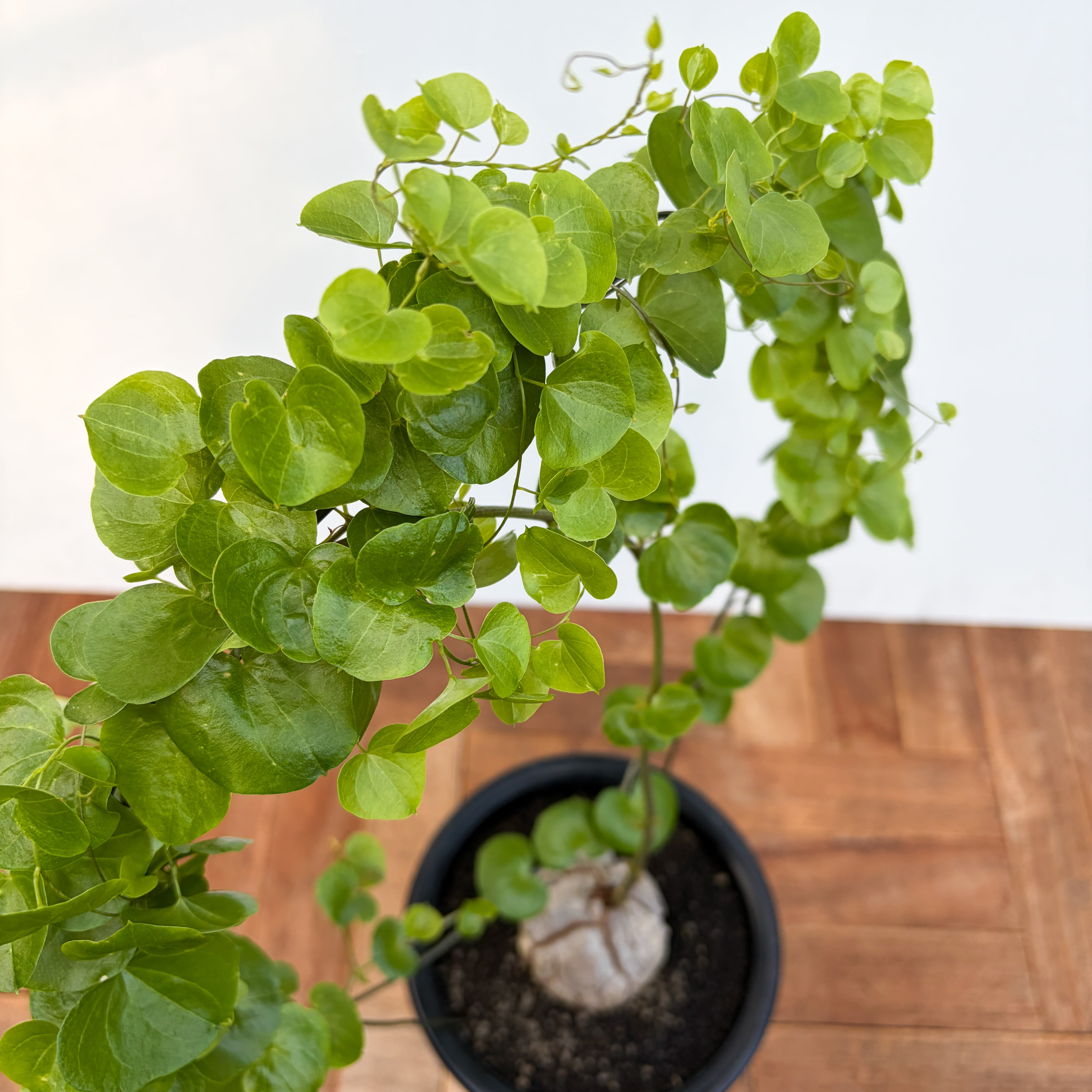 Dioscorea elephantipes【ディオスコレア・亀甲竜・実生】 | RIMO'S