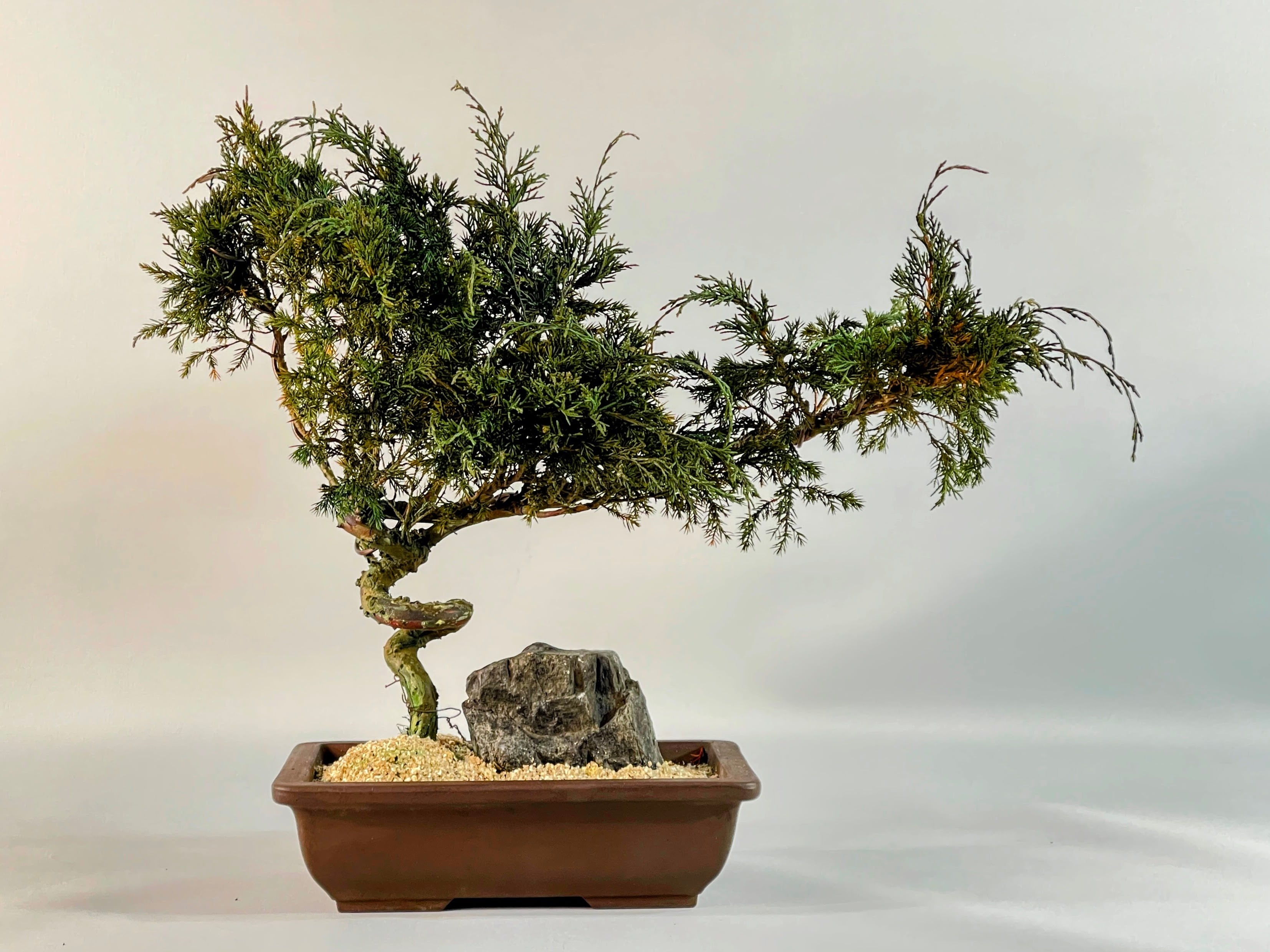 ALL ITEM | DRY BONSAI TOKYO Online store