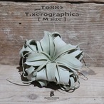 【送料無料】キセログラフィカ M〔エアプランツ〕現品発送T0882