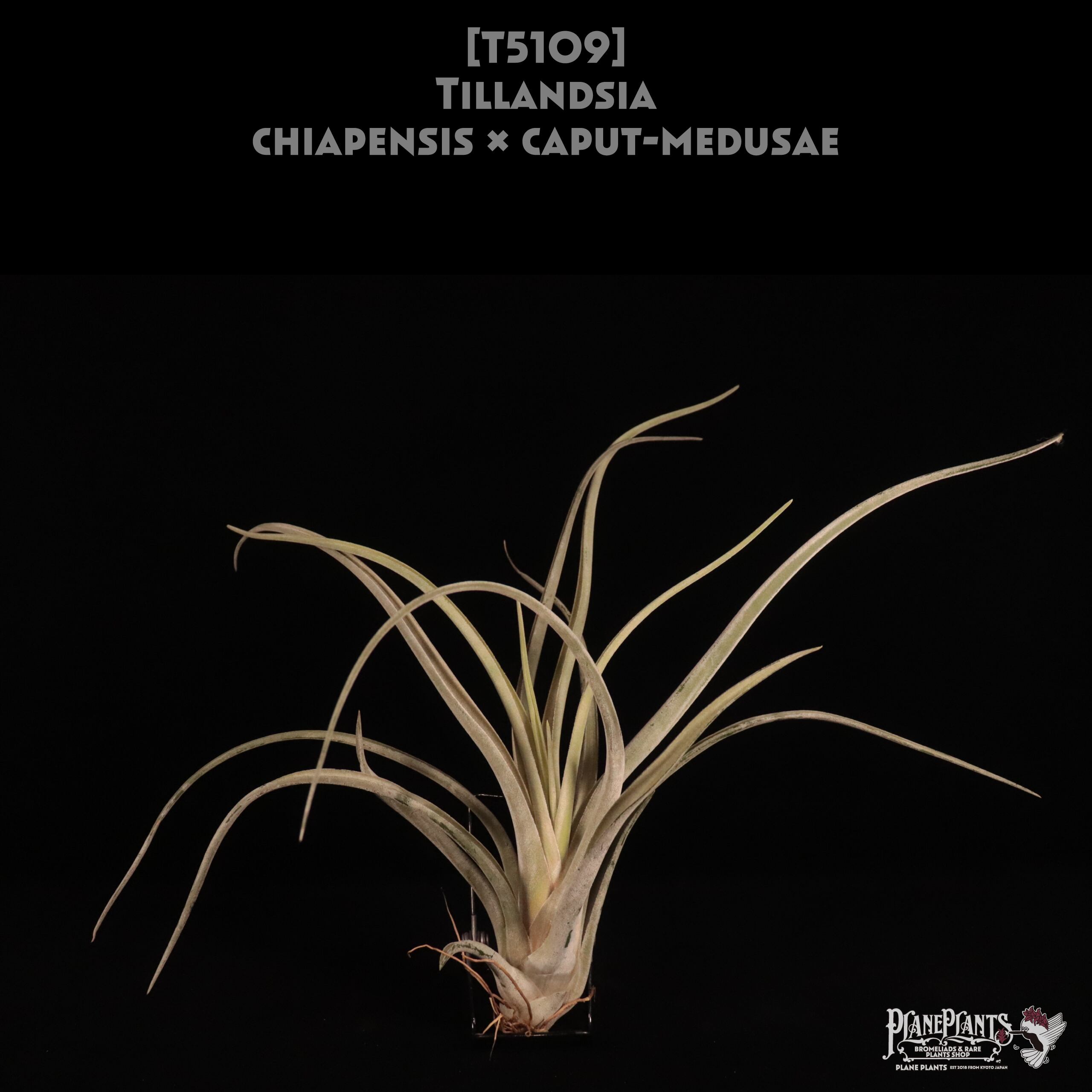送料無料】chiapensis x caput-medusae〔エアプランツ〕現品発送T5109