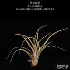 【送料無料】chiapensis x caput-medusae〔エアプランツ〕現品発送T5109