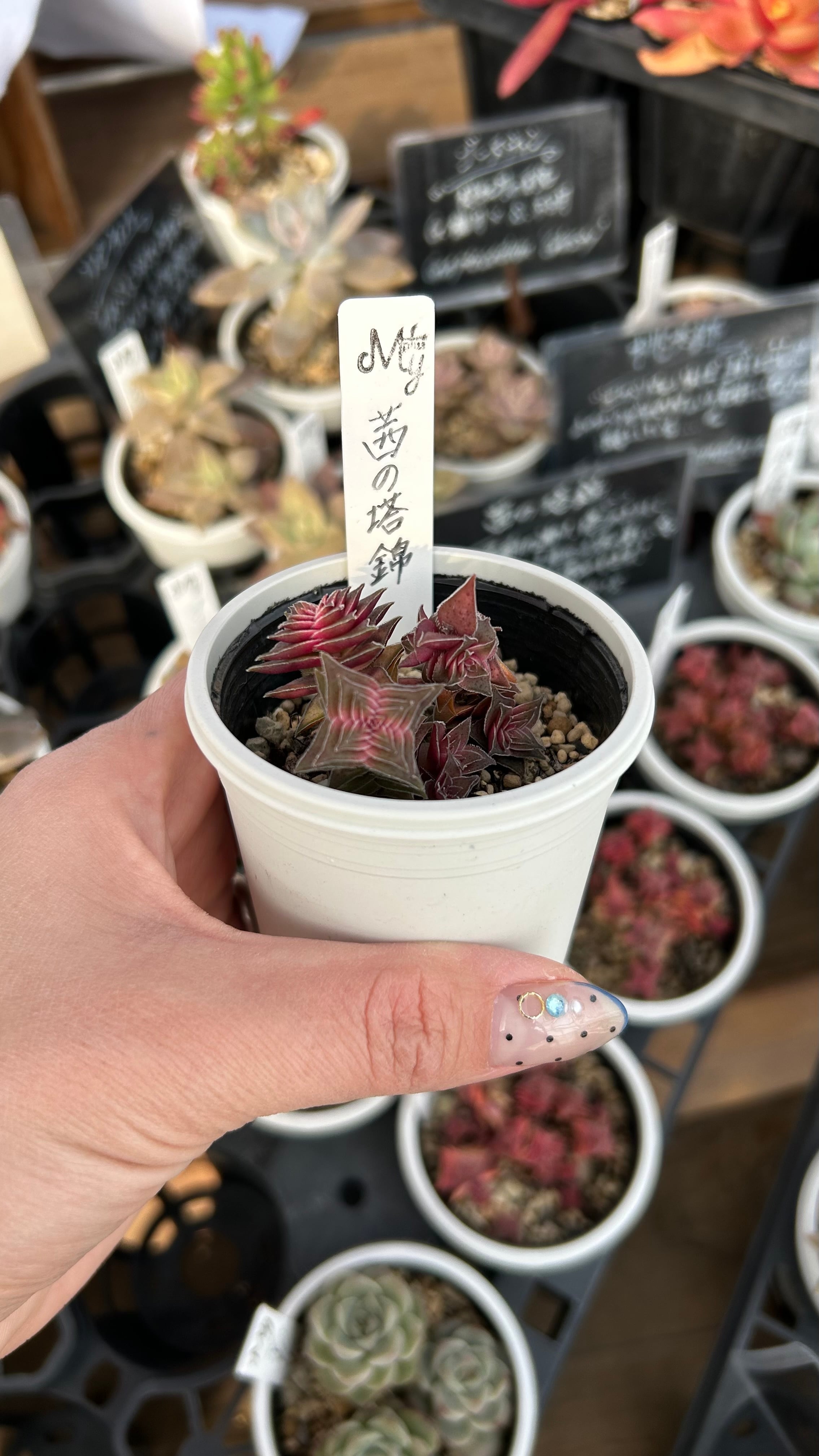 Top【選抜株】多肉植物　25053スター　ターナー錦　24個　鉢無し/脱土 茜の塔錦 多肉植物 クラッスラ 安心の生産ポットそのまま販売（8個