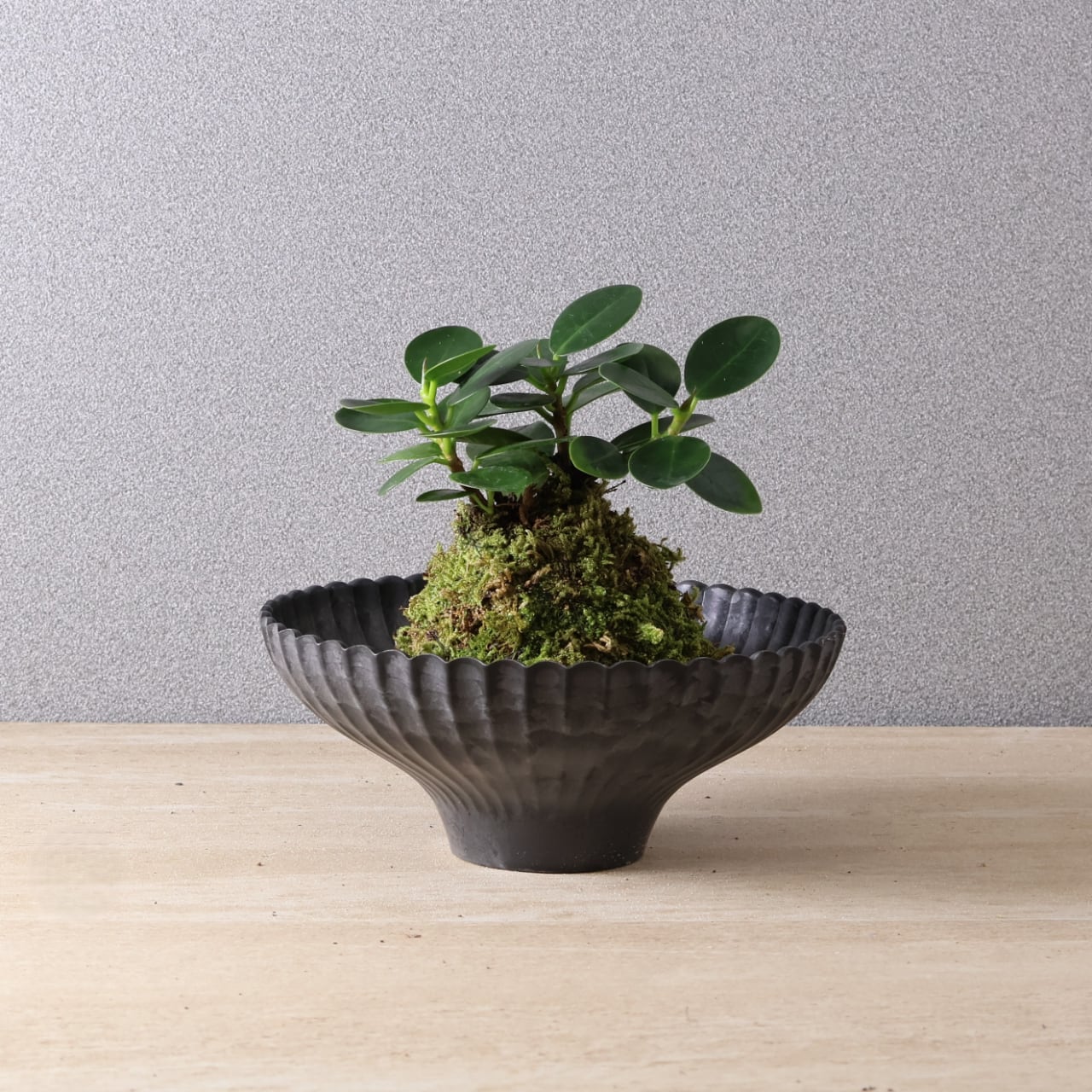 384 小さな森の守り神『パンダガジュマル苔玉』お皿付き 観葉植物