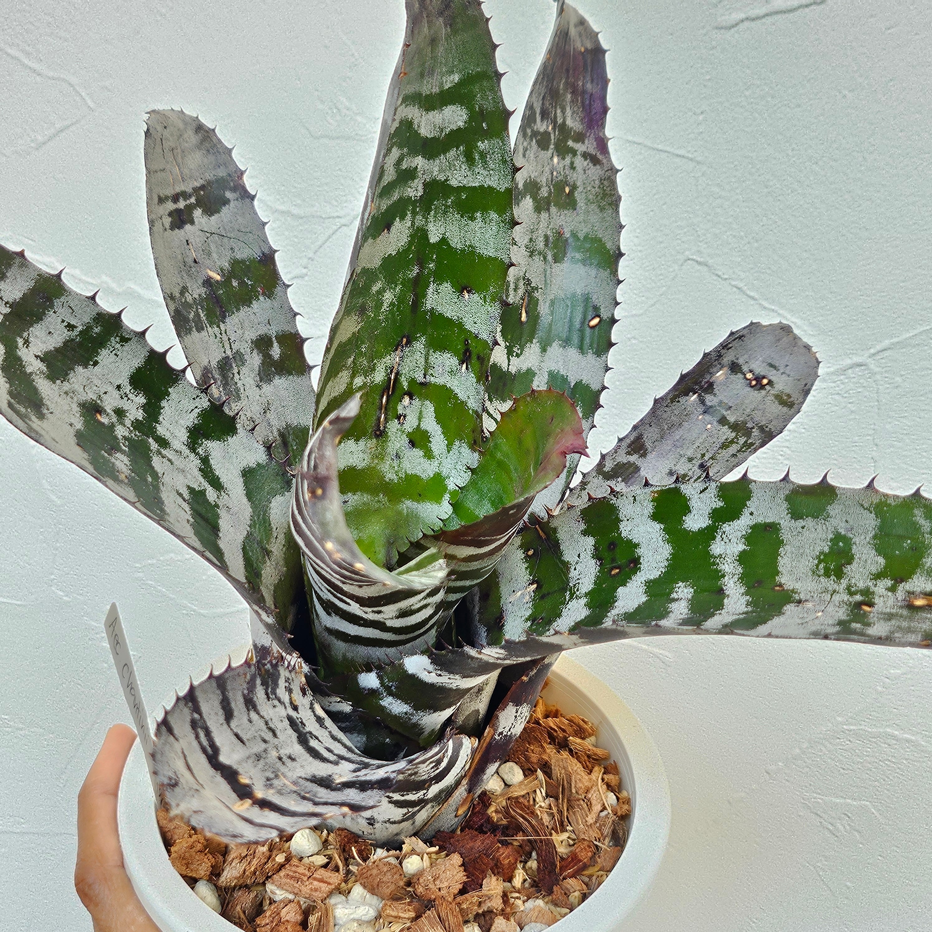 エクメア・チャンティニー・ハイブリッド（Aechmea Chantinii Hybrid