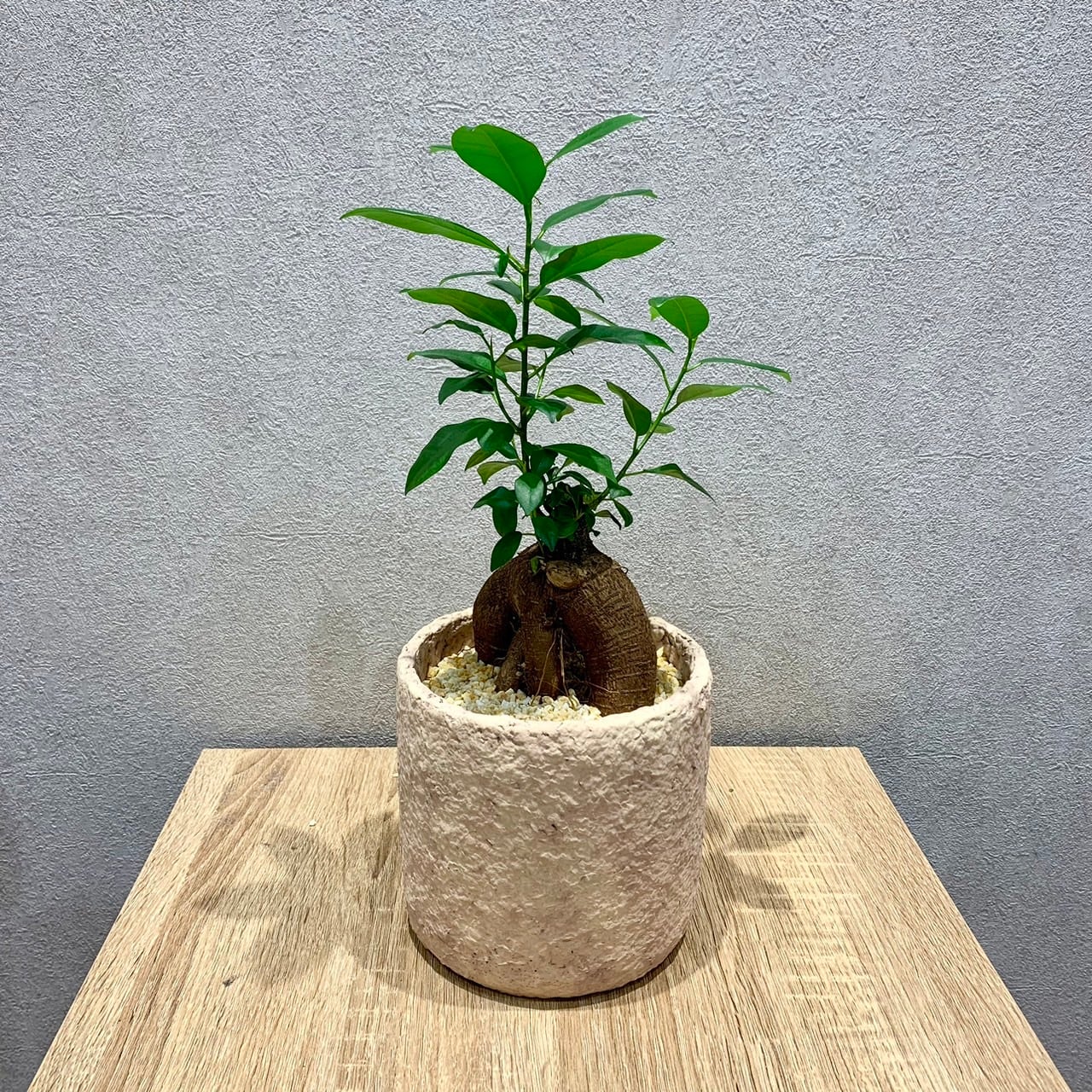 超貴重 太幹 大株 ガジュマル センカクガジュマル 接ぎ木 挿し木