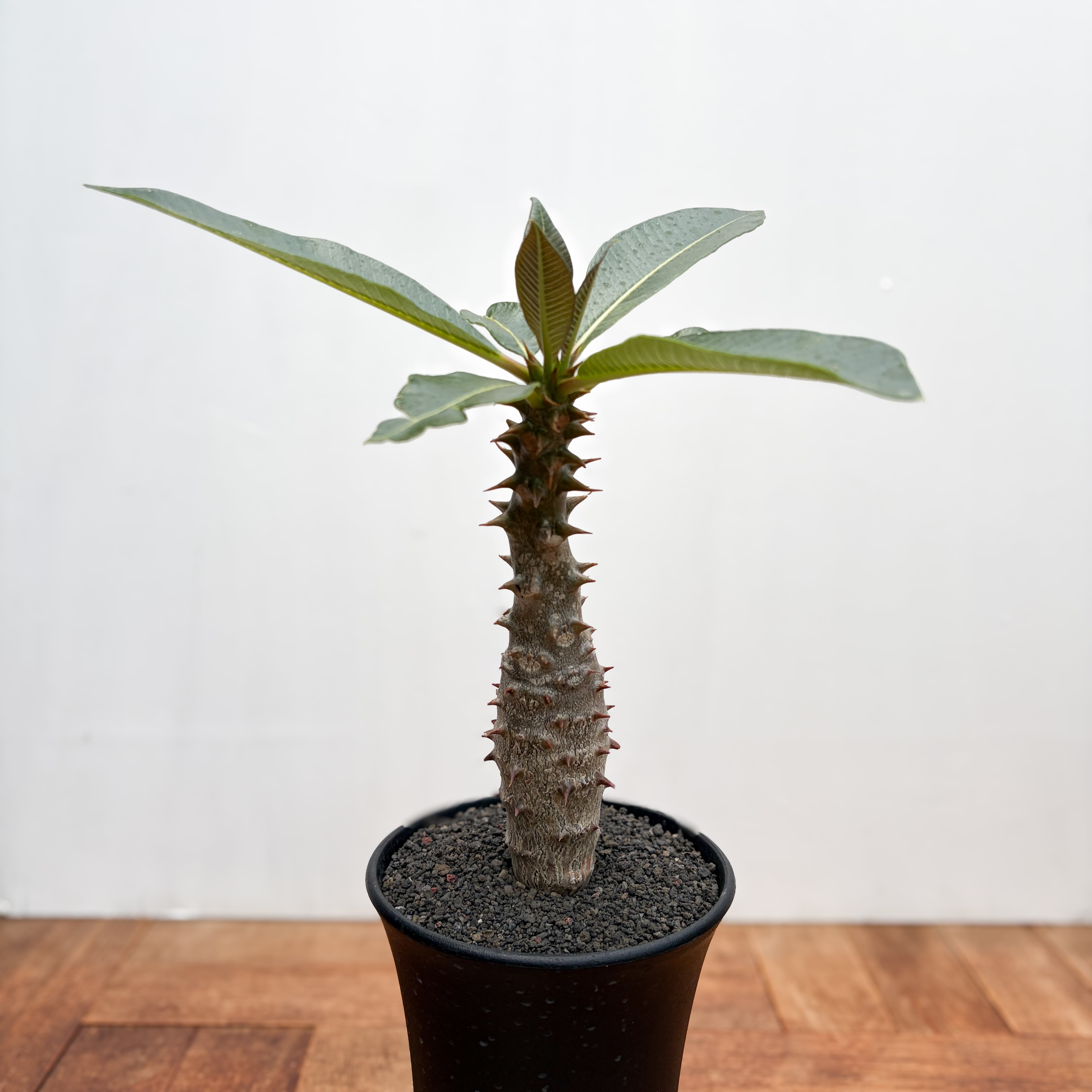 パキポディウム バロニー Pachypodium baronii Pachypodium baronii【パキポディウム・バロニー・実生】 | RIMO'S
