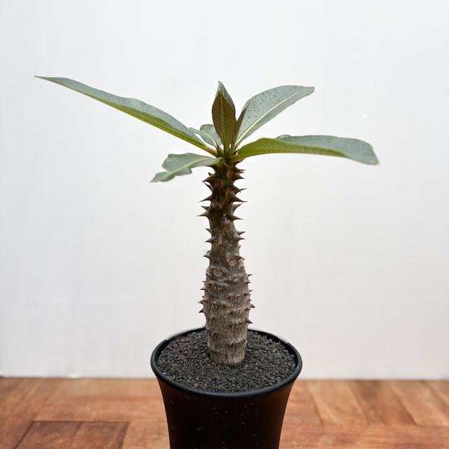 Pachypodium baronii【パキポディウム・バロニー・実生】