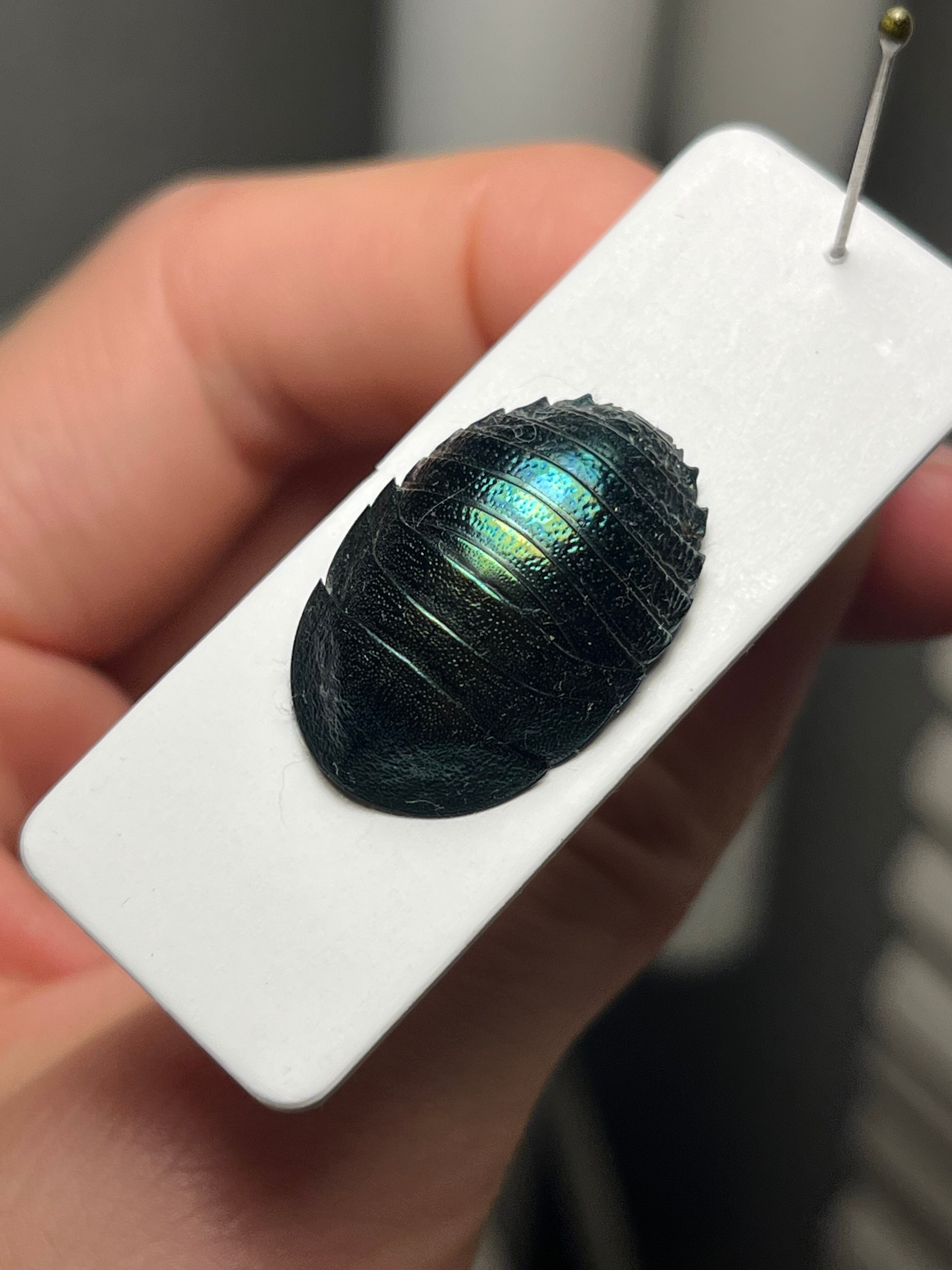 四色展開】ニジイロゴキブリ 標本エメラルドジュエルローチ ダンゴムシ