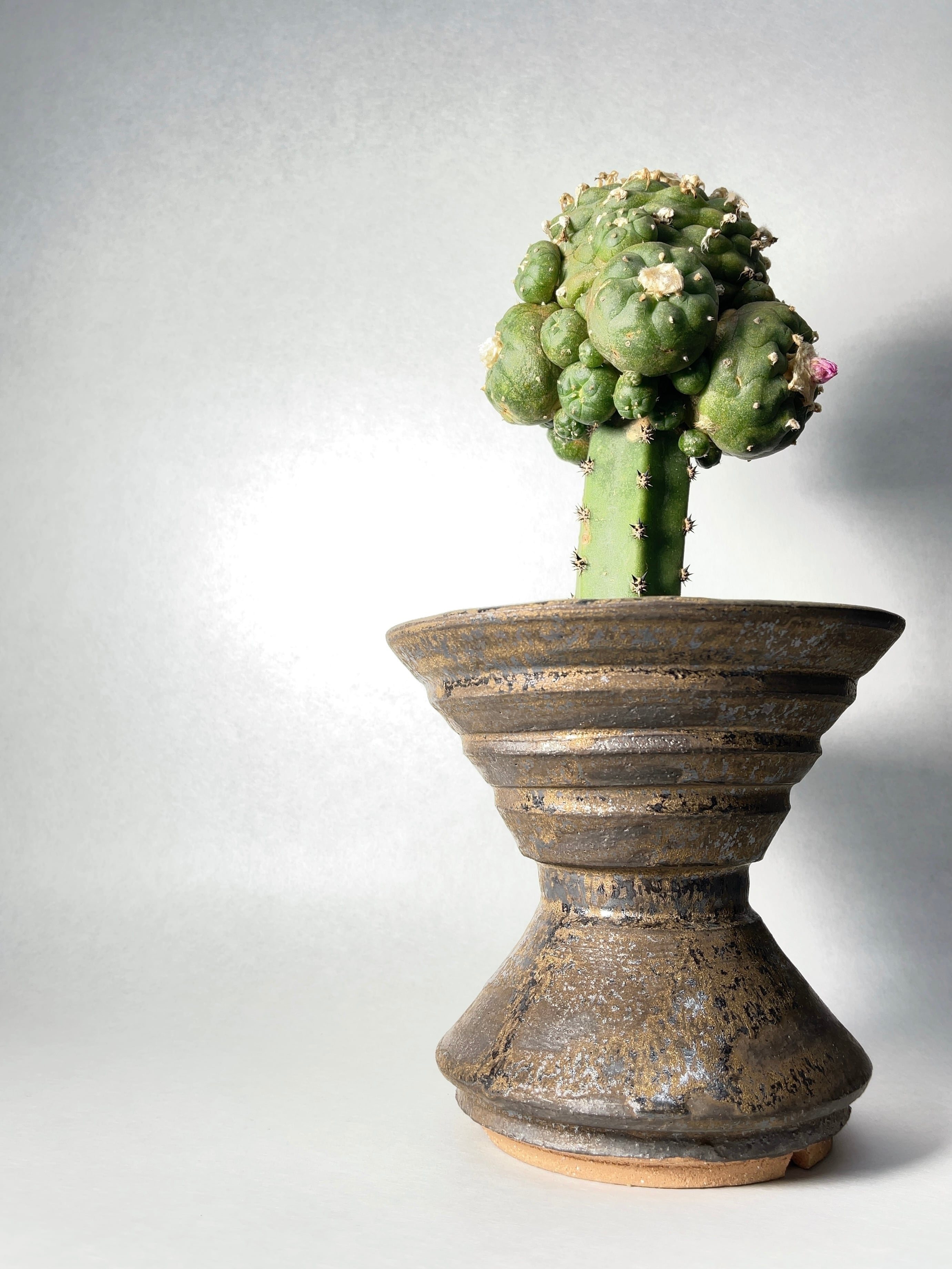 ロホホラ・銀冠玉 | trigger