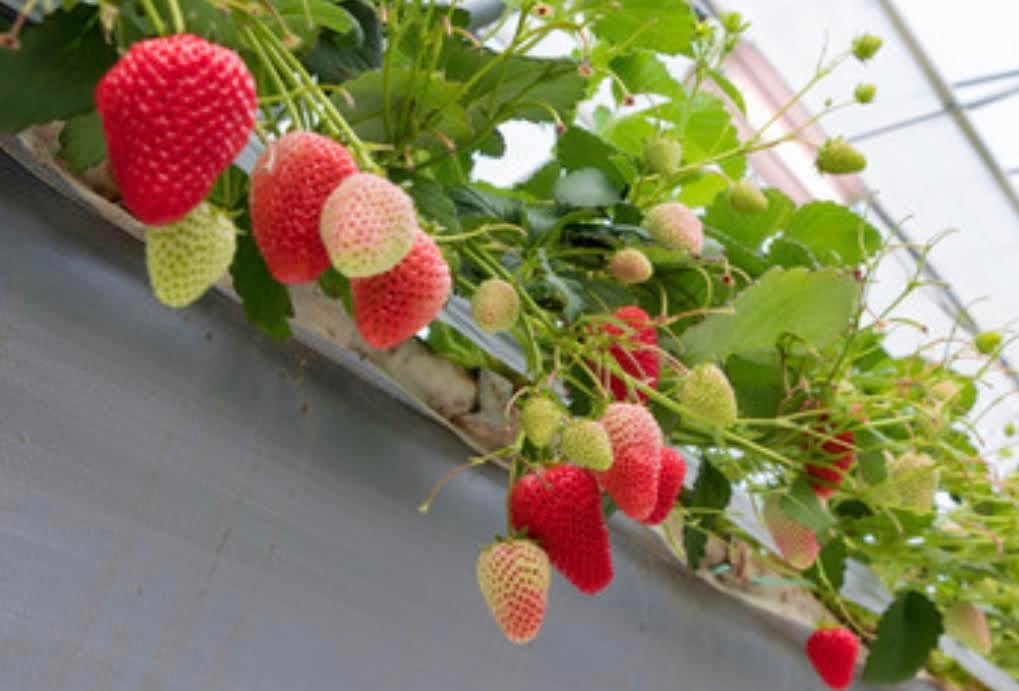 送料無料】農薬不使用いちごのドライフルーツ15g×3袋セット（砂糖使用