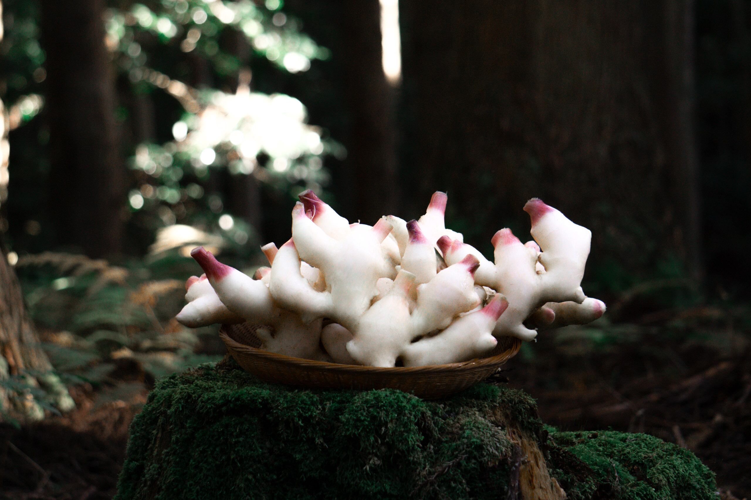 【予約販売】京都産 露地新生姜「京の秋 新生姜®︎」|1kg〜10kg|農薬・化学肥料・除草剤不使用|産地直送