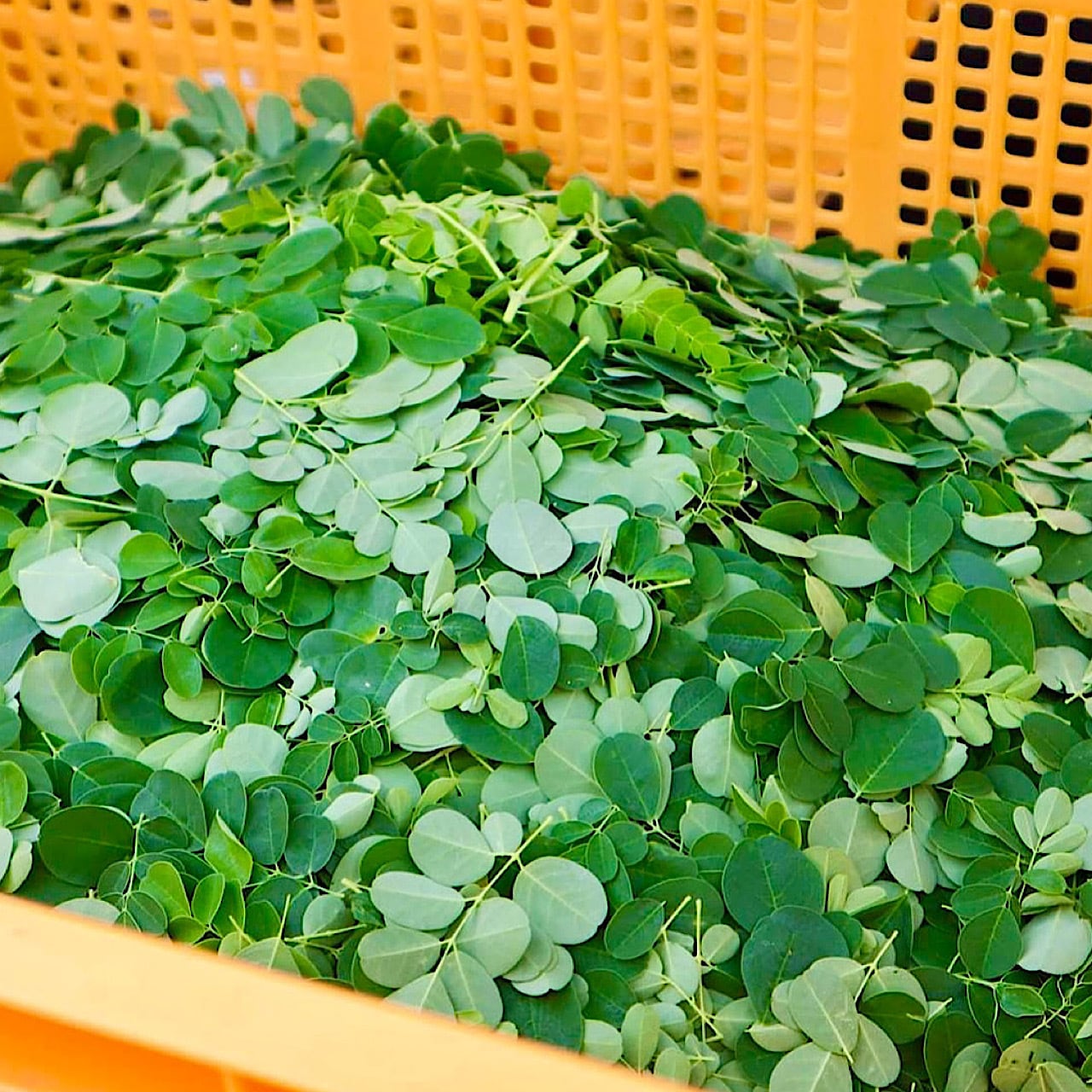 MITOYO MORINGA 香川県産バージンモリンガドロップ 父母ヶ浜の満月の塩