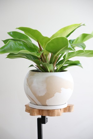 【M】フィロデンドロン インペリアルゴールド/Philodendron ※陶器鉢付き