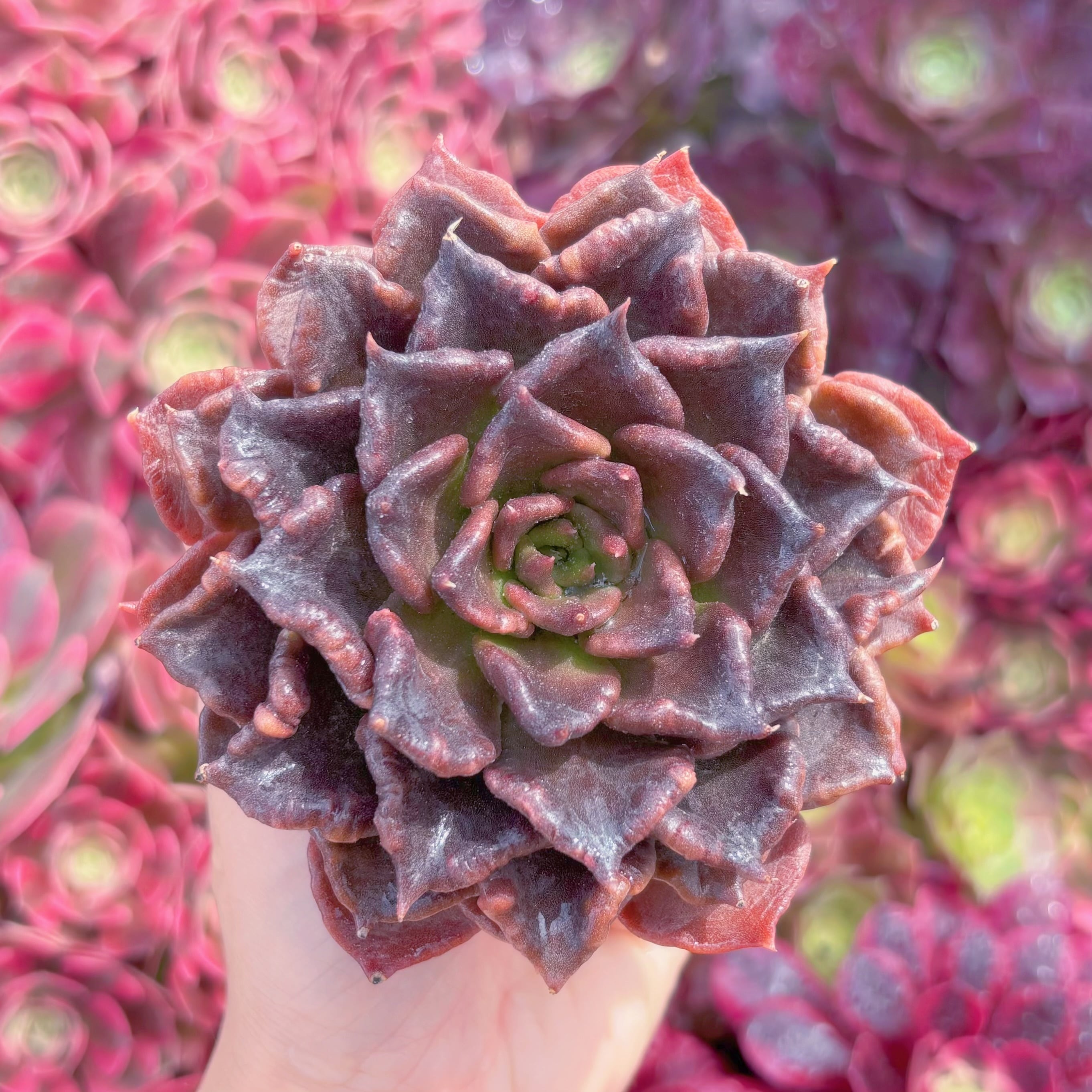 現品　ブラックマディバ#K504　るる農園