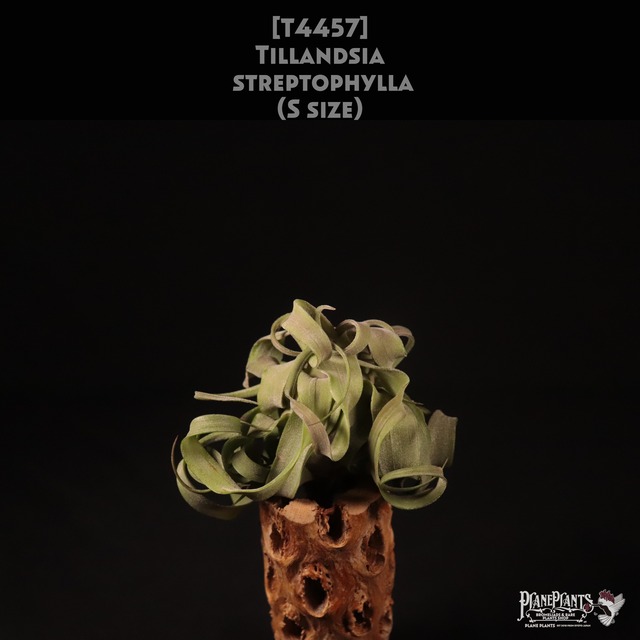 【送料無料】Adenium Thai socotranum 'Phet Ban Na' Baobab Form〔アデニウム〕現品発送AD007