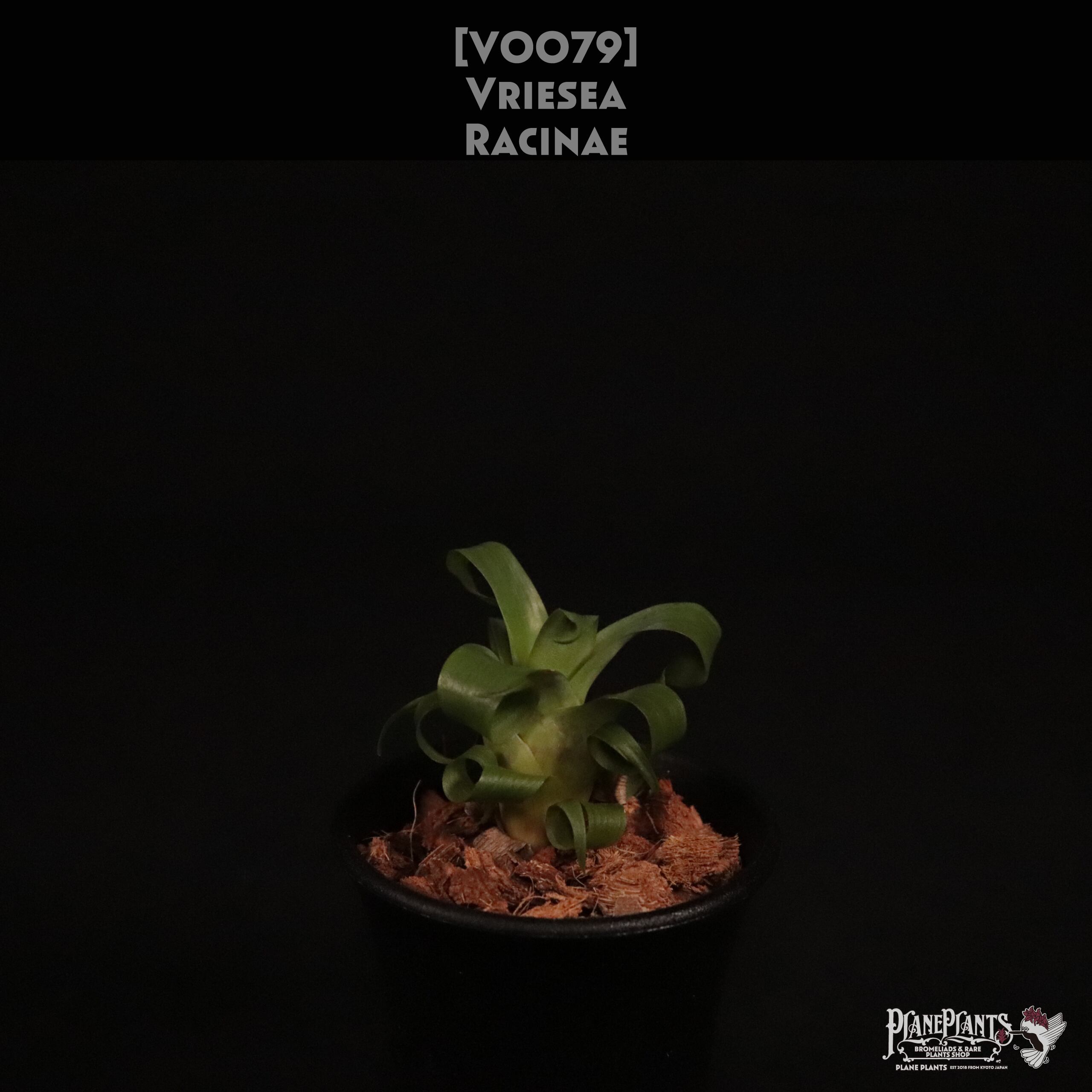 【送料無料】racinae〔フリーセア〕現品発送V0079