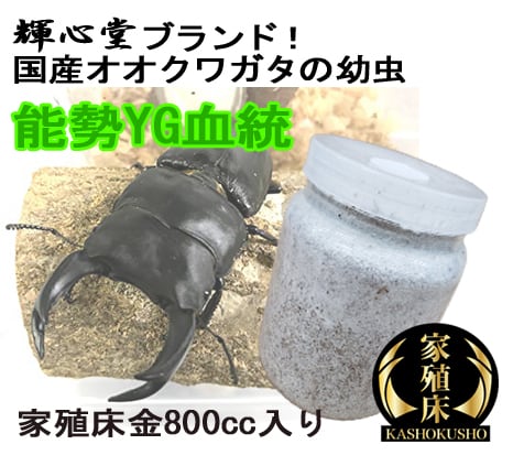 虫類 能勢SR血統 ３令幼虫ペア ♂33ｇ♀16ｇ