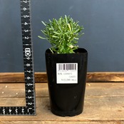 ユーフォルビア スコエンランディ 闘牛角【245】