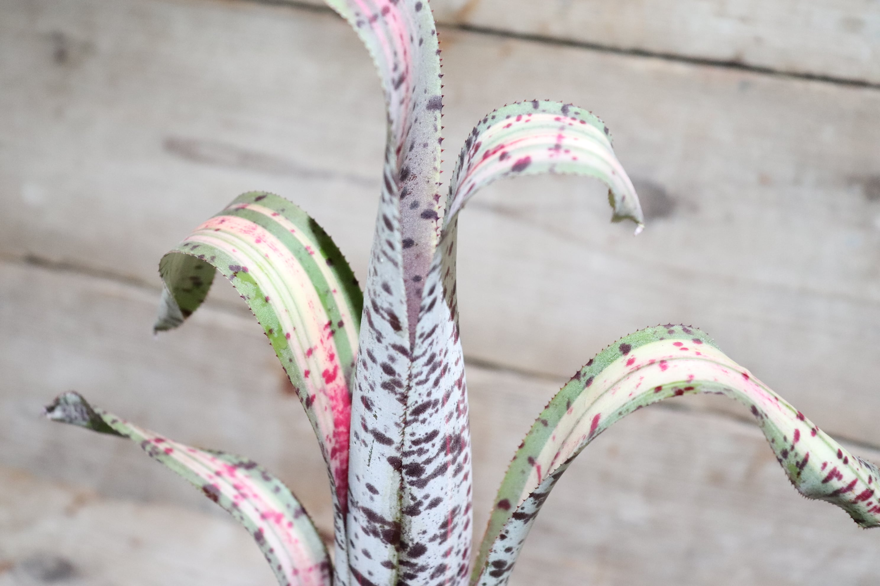 送料無料】Quesnelia 'Rafael Oliveira'(子株付き)〔ケスネリア〕現品