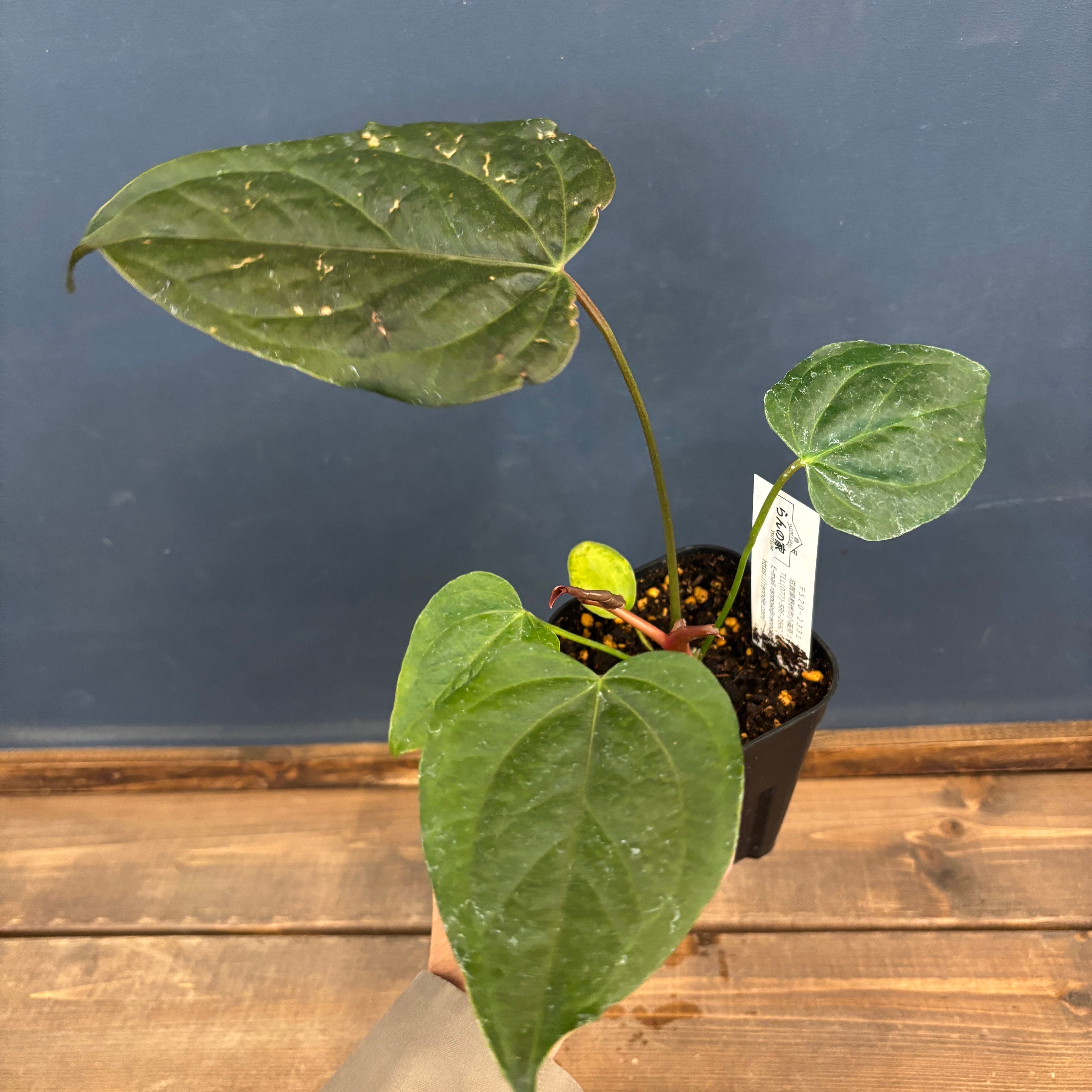 アンスリウム クィーンオブハート プレステラ90深型 希少 観葉植物 希少】Anthurium Queen of Heart / アンスリウム クイーン オブ ハート