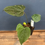 アンスリウム クイーンオブハート【1022】