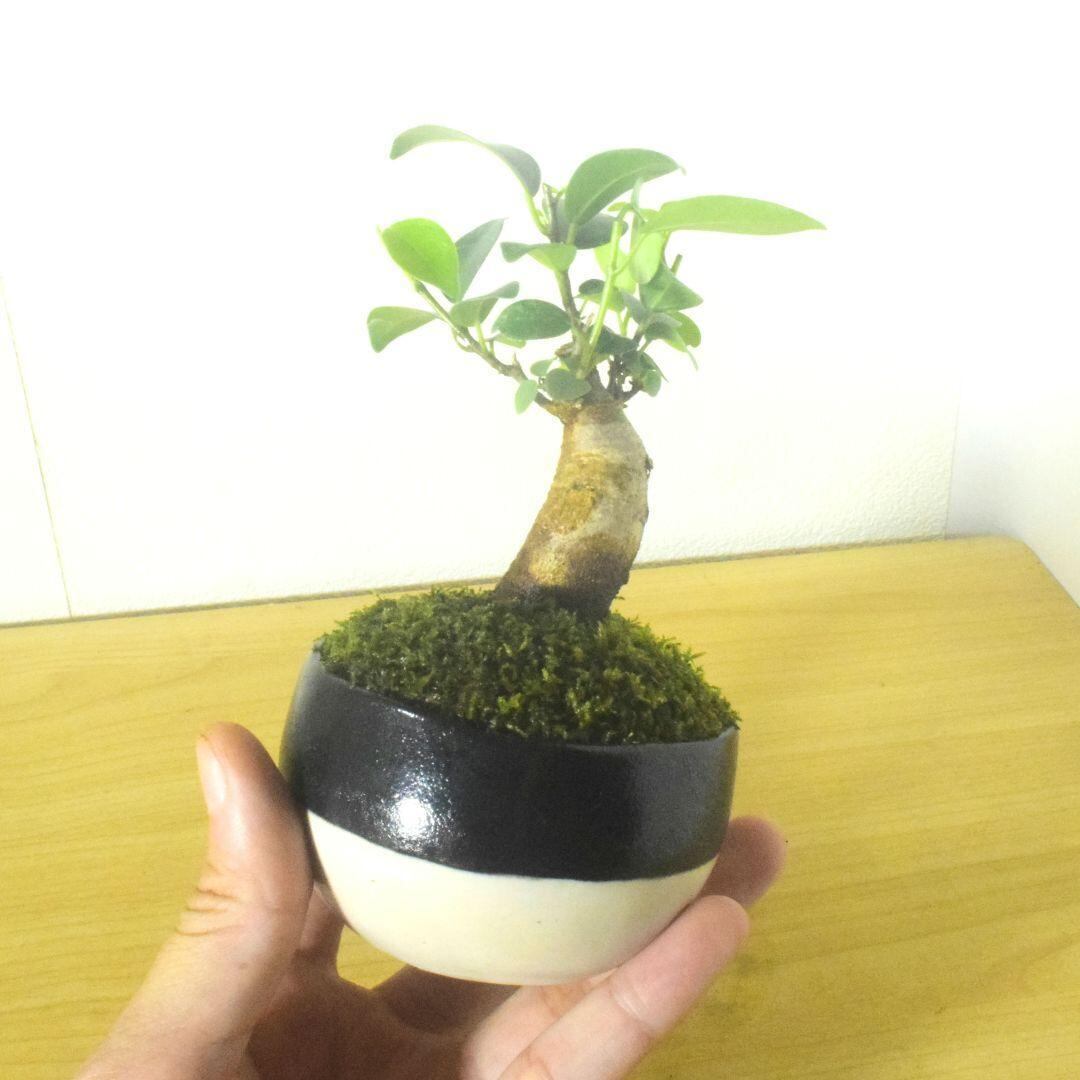 POTOCO ガジュマル 個性的 観葉植物 陶器鉢 盆栽 豆盆栽 インテリア