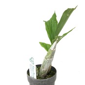 カタセタム　ピレアタム　アルバム【135】