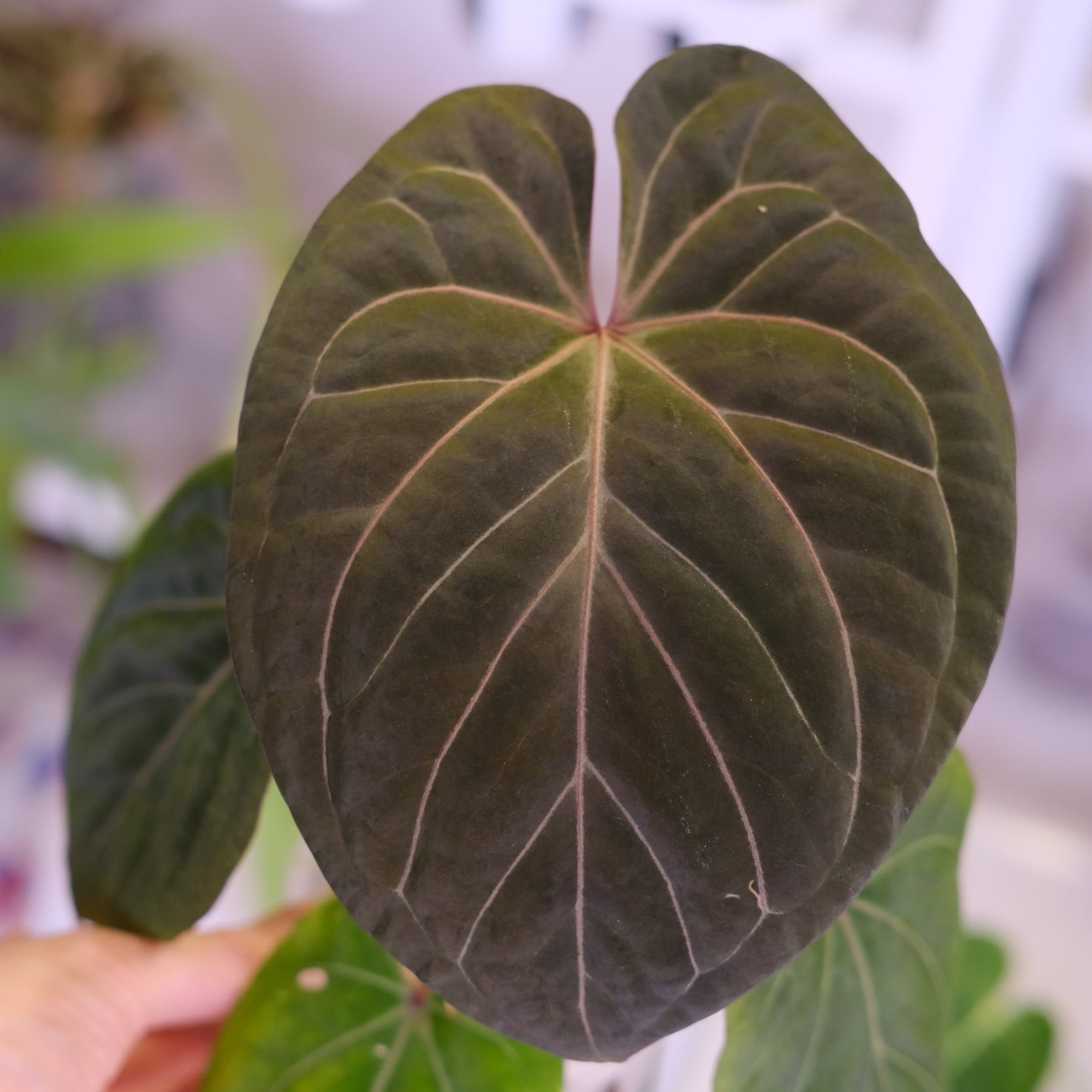 アンスリウム・キングオブスペード × ミシェル③│Anthurium King of